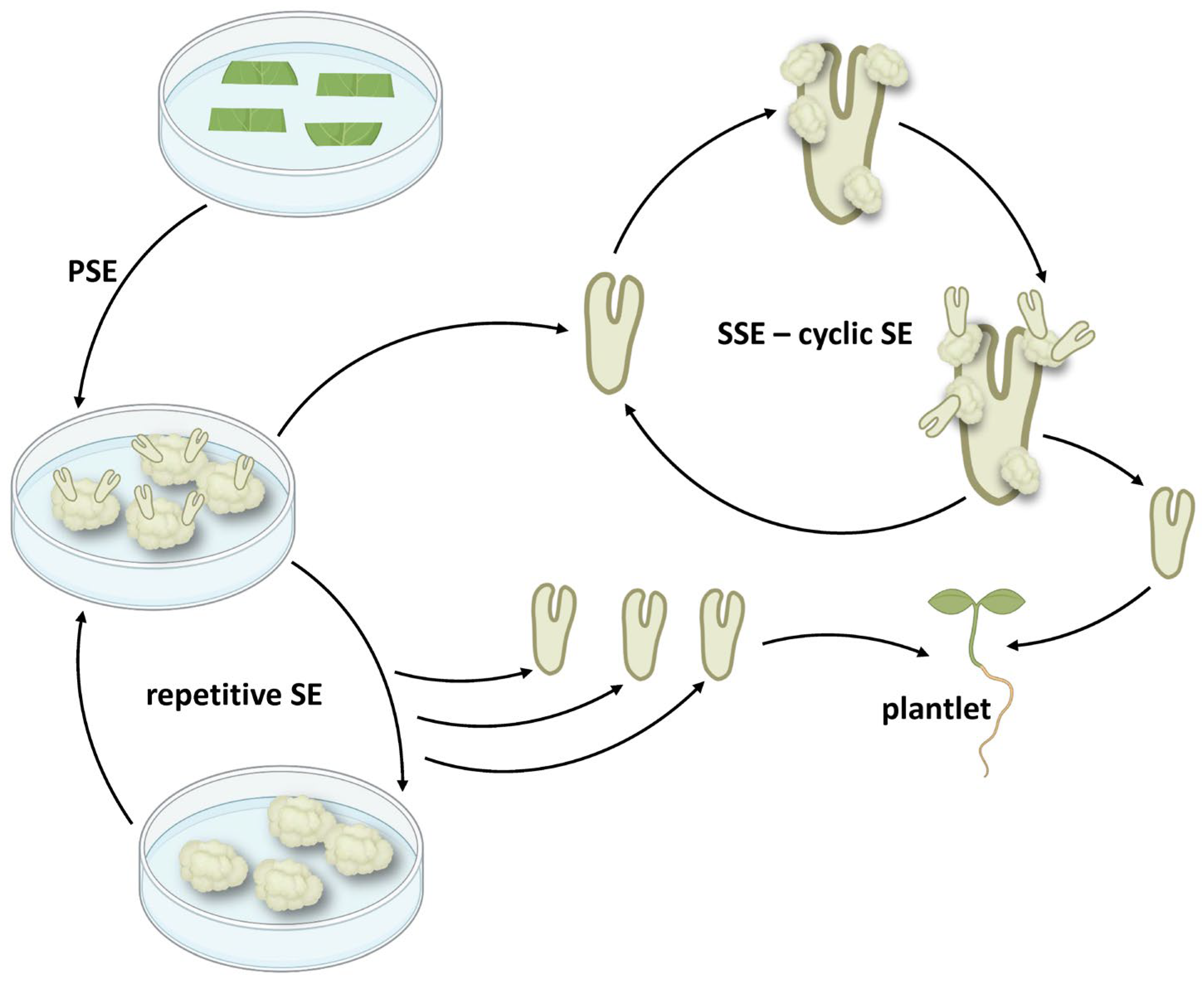 Plants 14 03413 g002