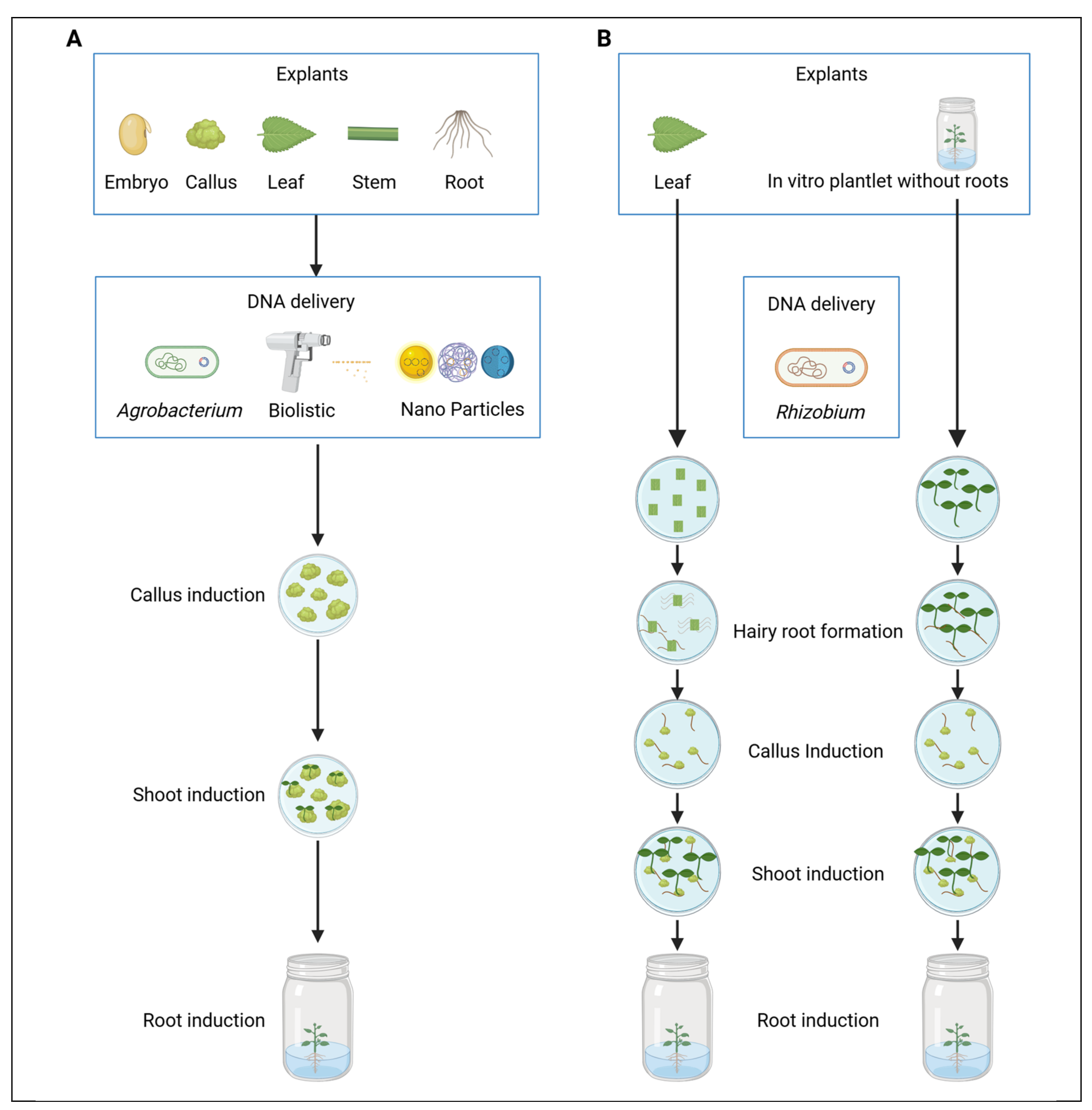 Plants 14 03420 g001