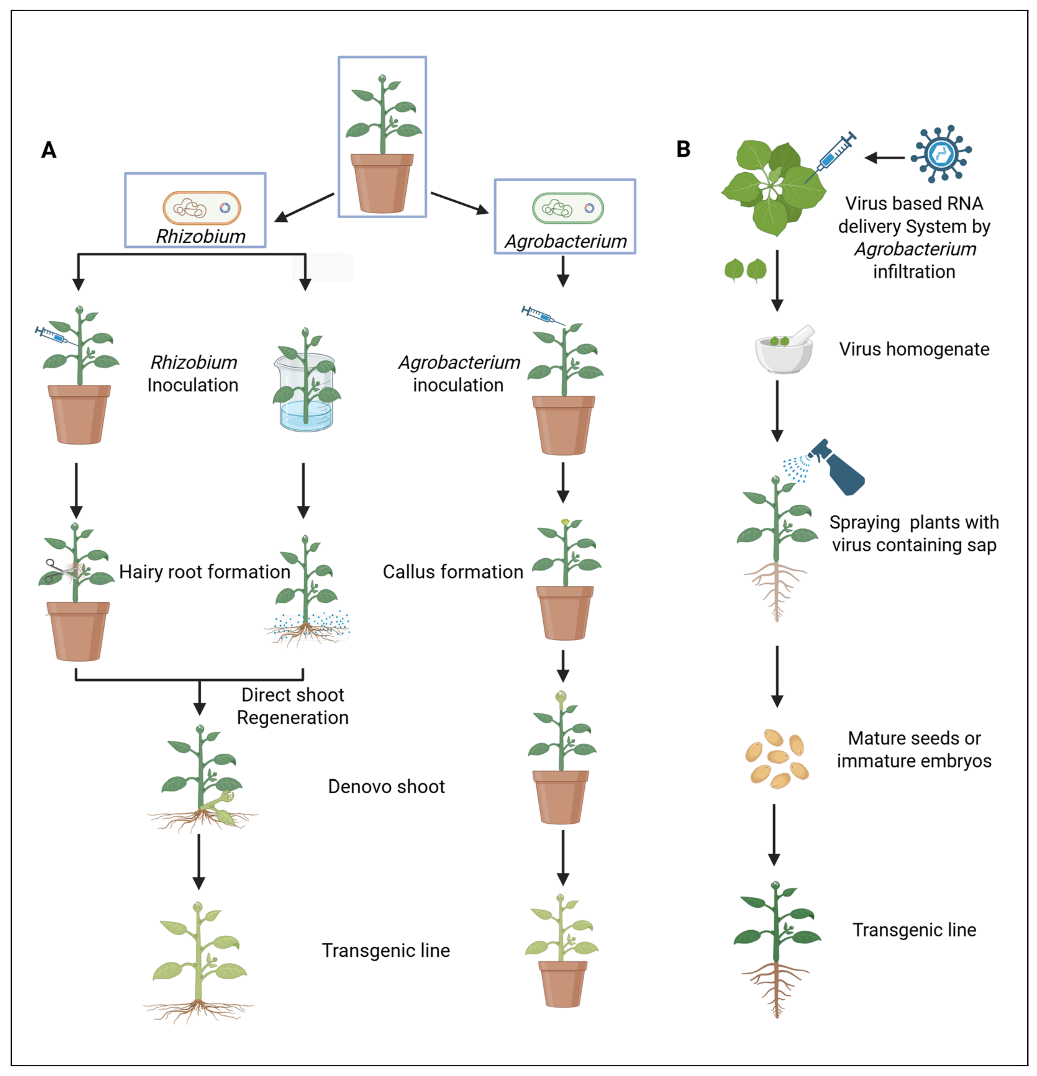 Plants 14 03420 g002