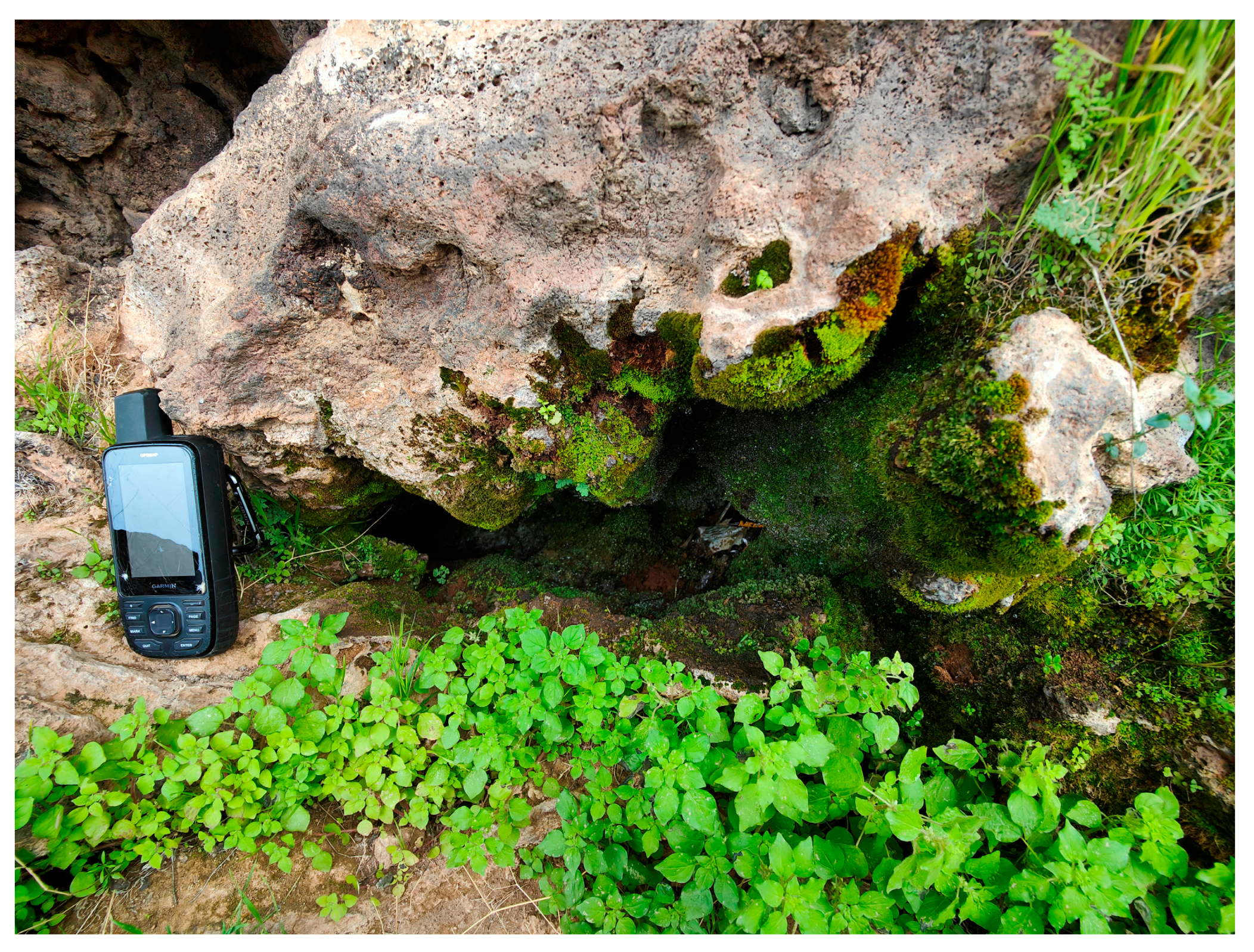 Plants 14 03423 g053