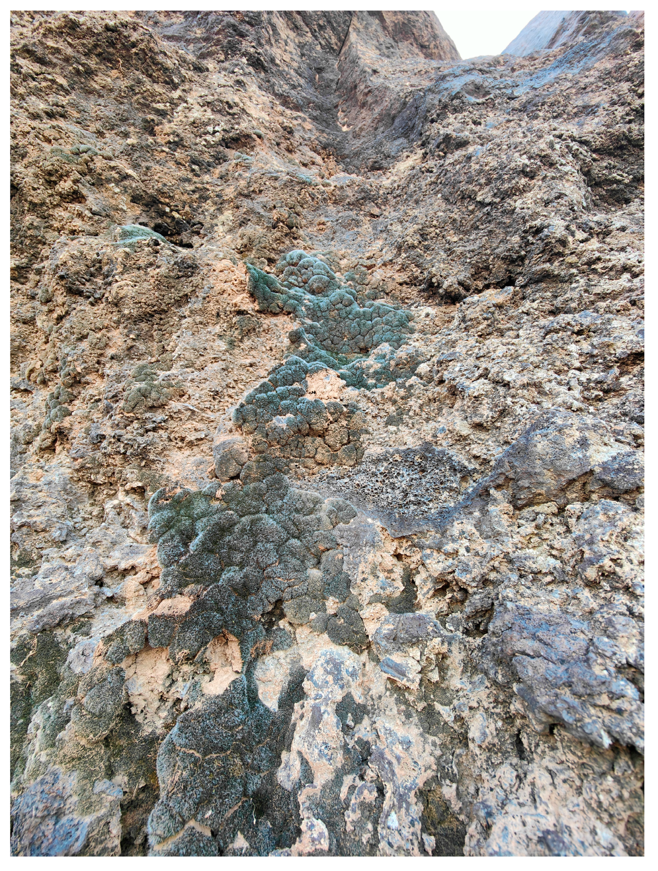 Plants 14 03423 g057