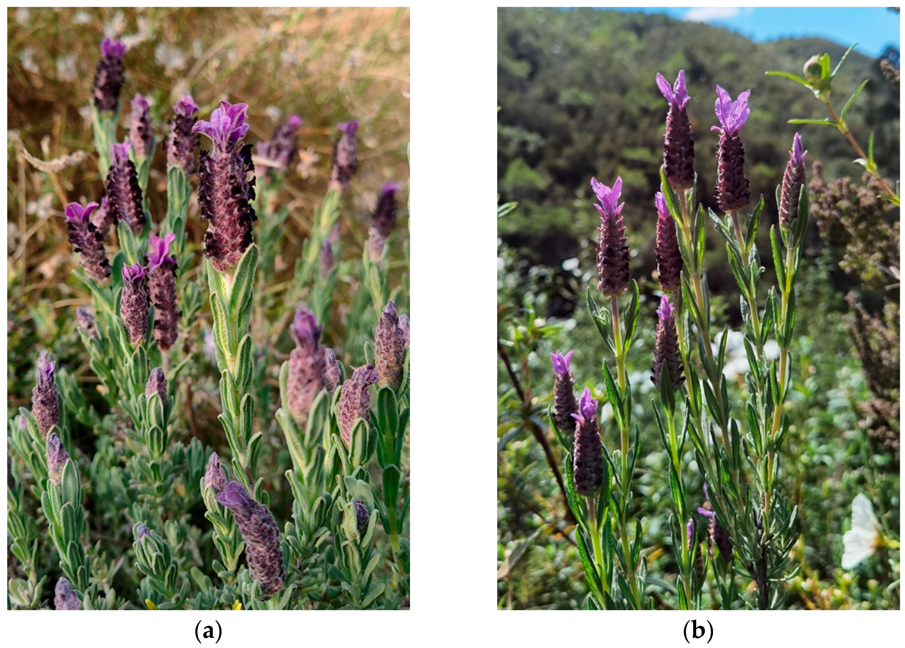 Plants 14 03435 g001 Plants 14 03435 g001