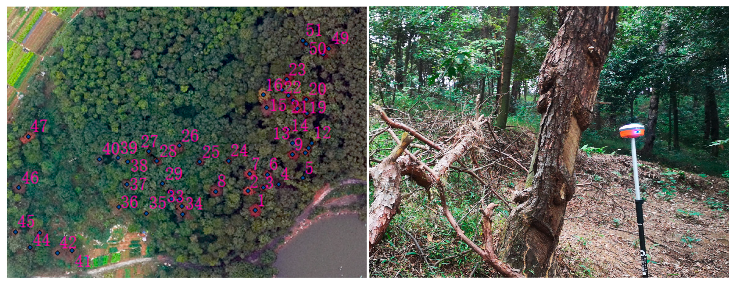 Plants 14 03436 g002