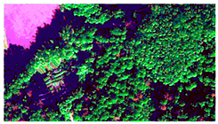 Plants 14 03436 i003