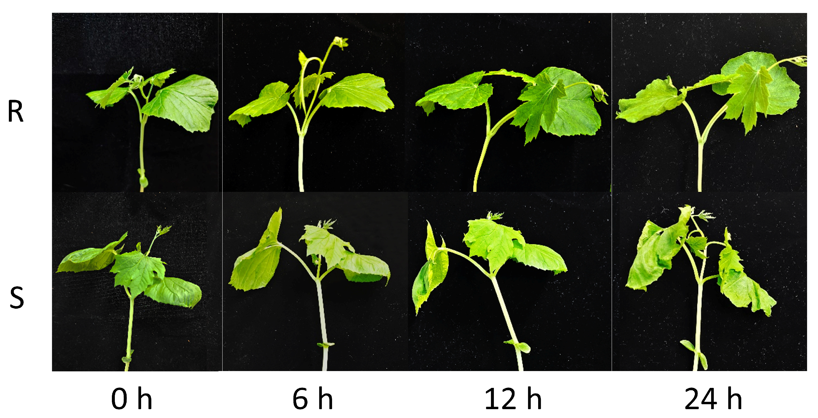Plants 14 03440 g001