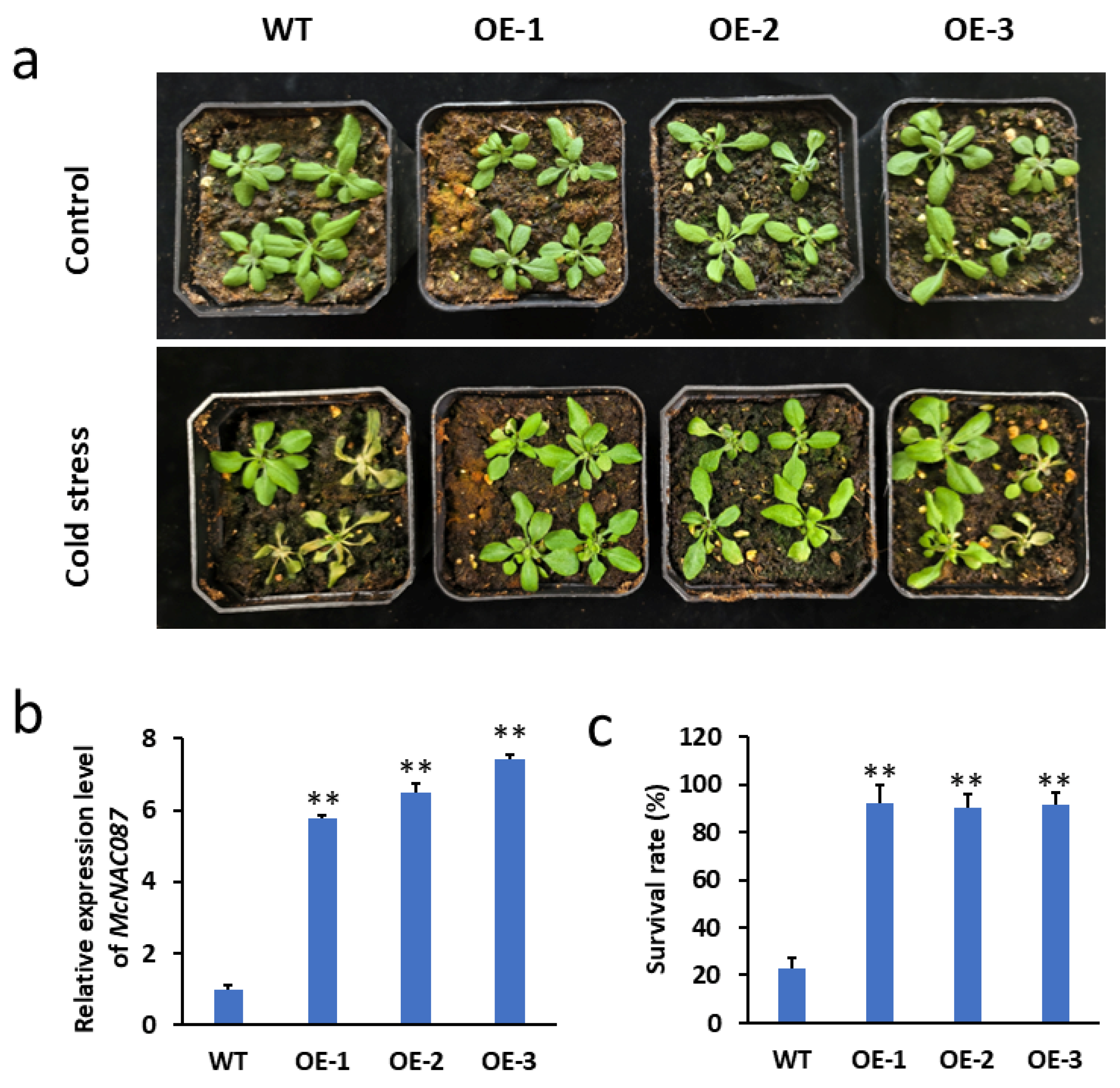 Plants 14 03440 g006