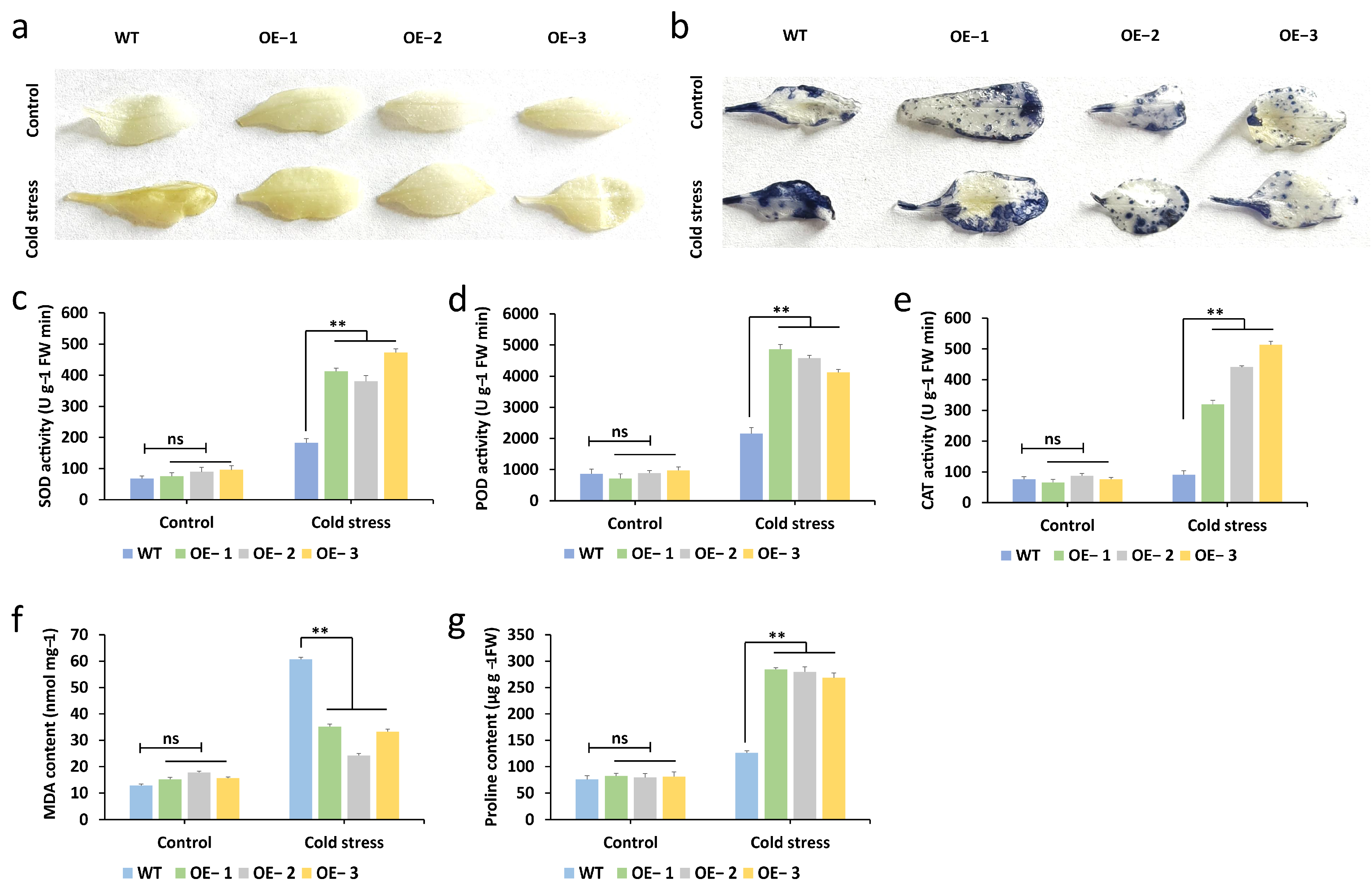 Plants 14 03440 g007