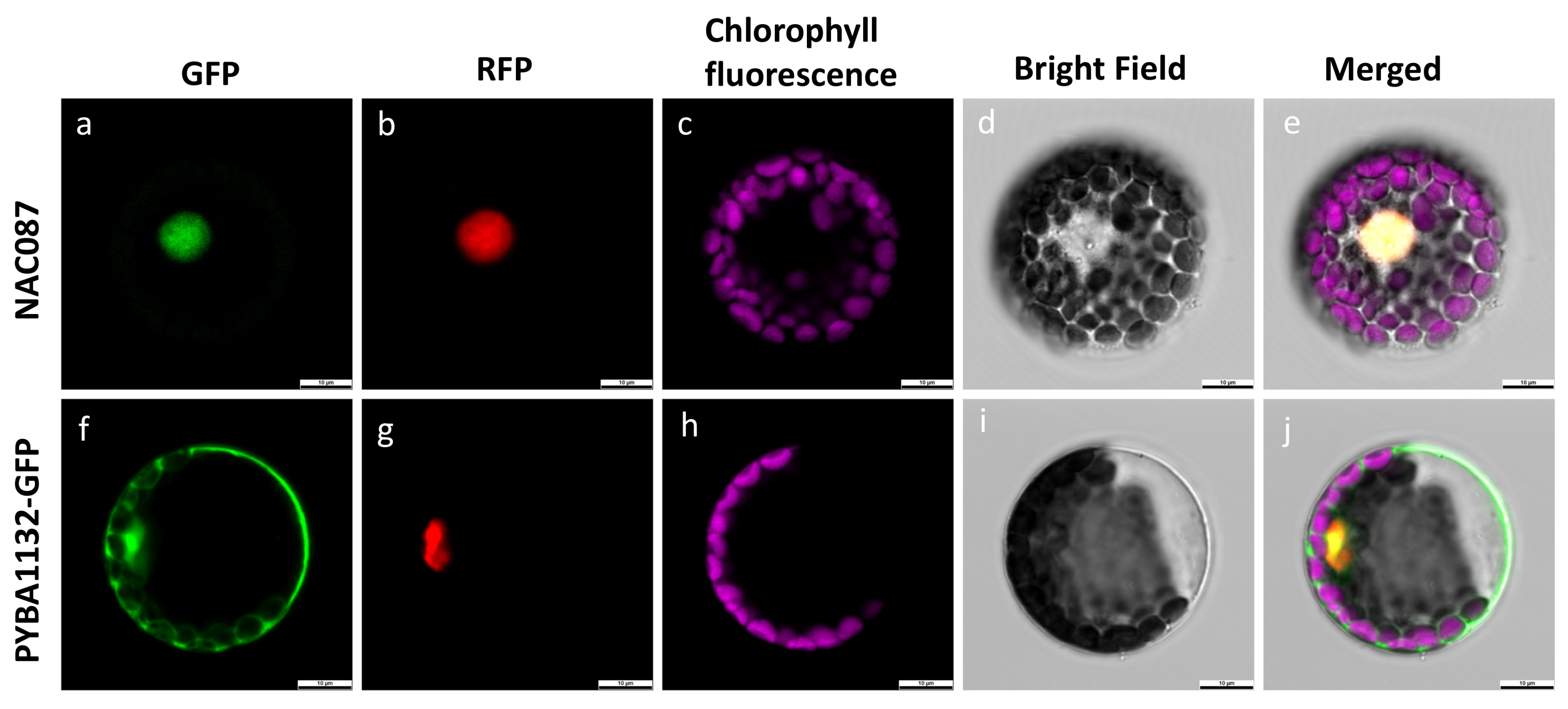 Plants 14 03440 g009