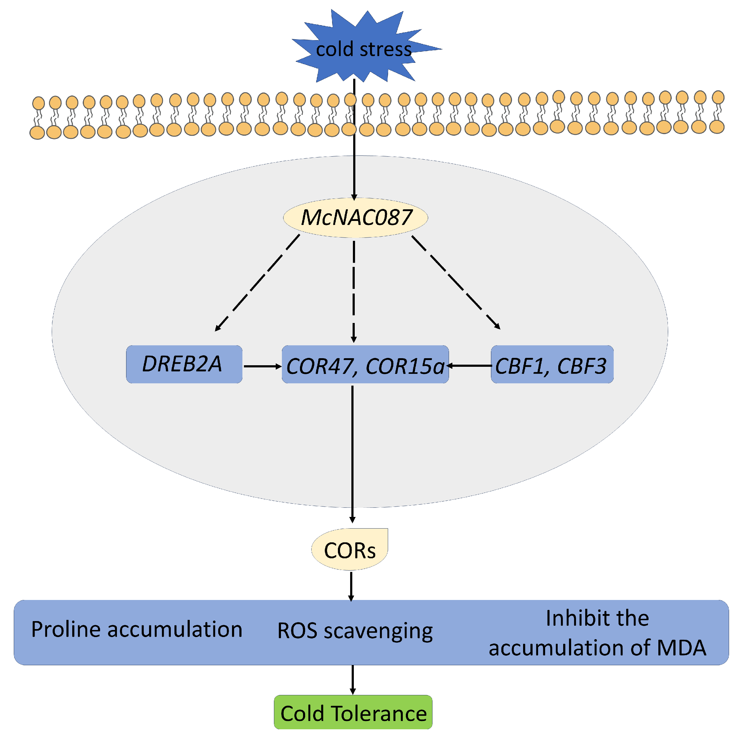 Plants 14 03440 g010