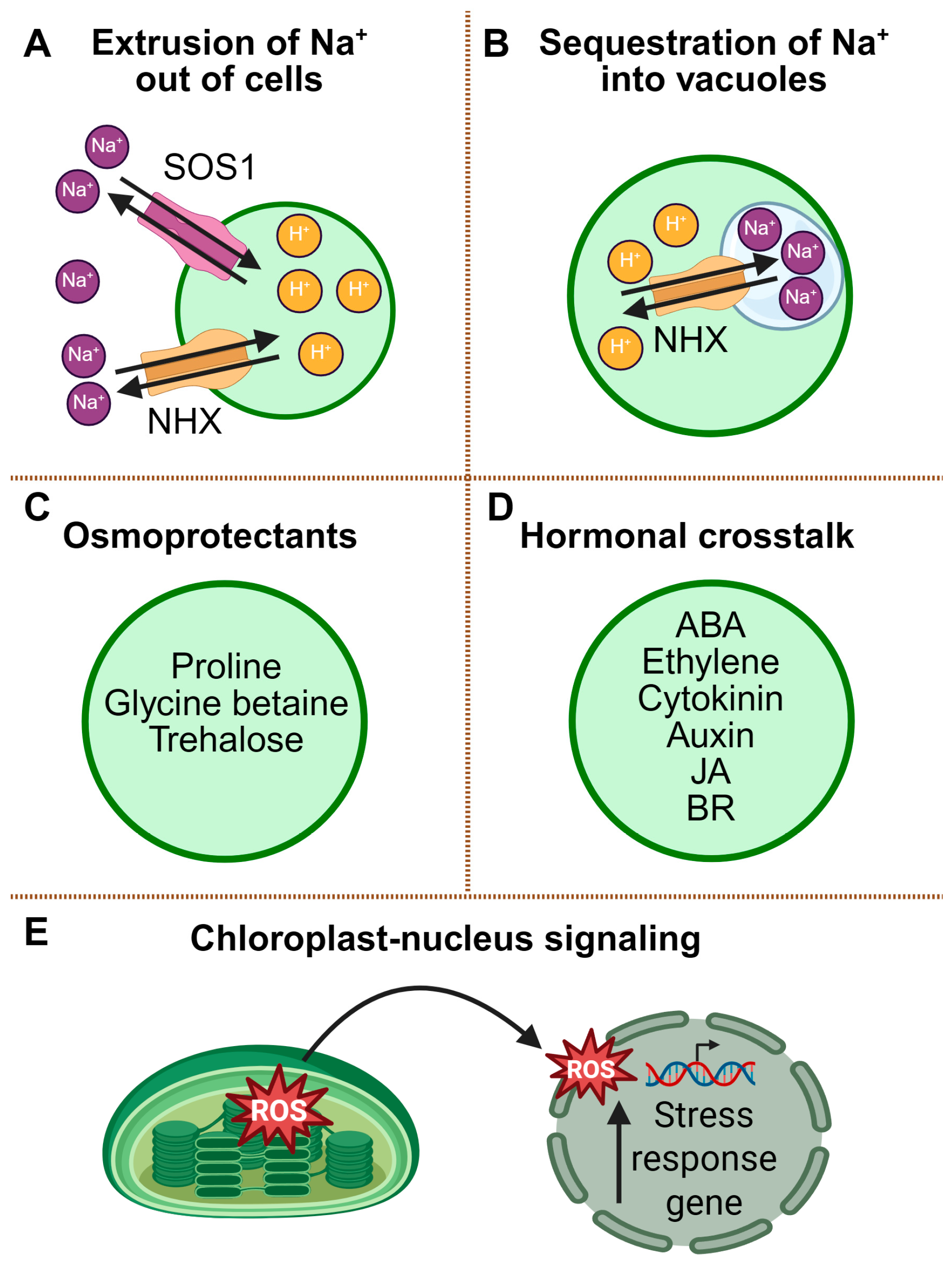 Plants 14 03445 g002 Plants 14 03445 g002