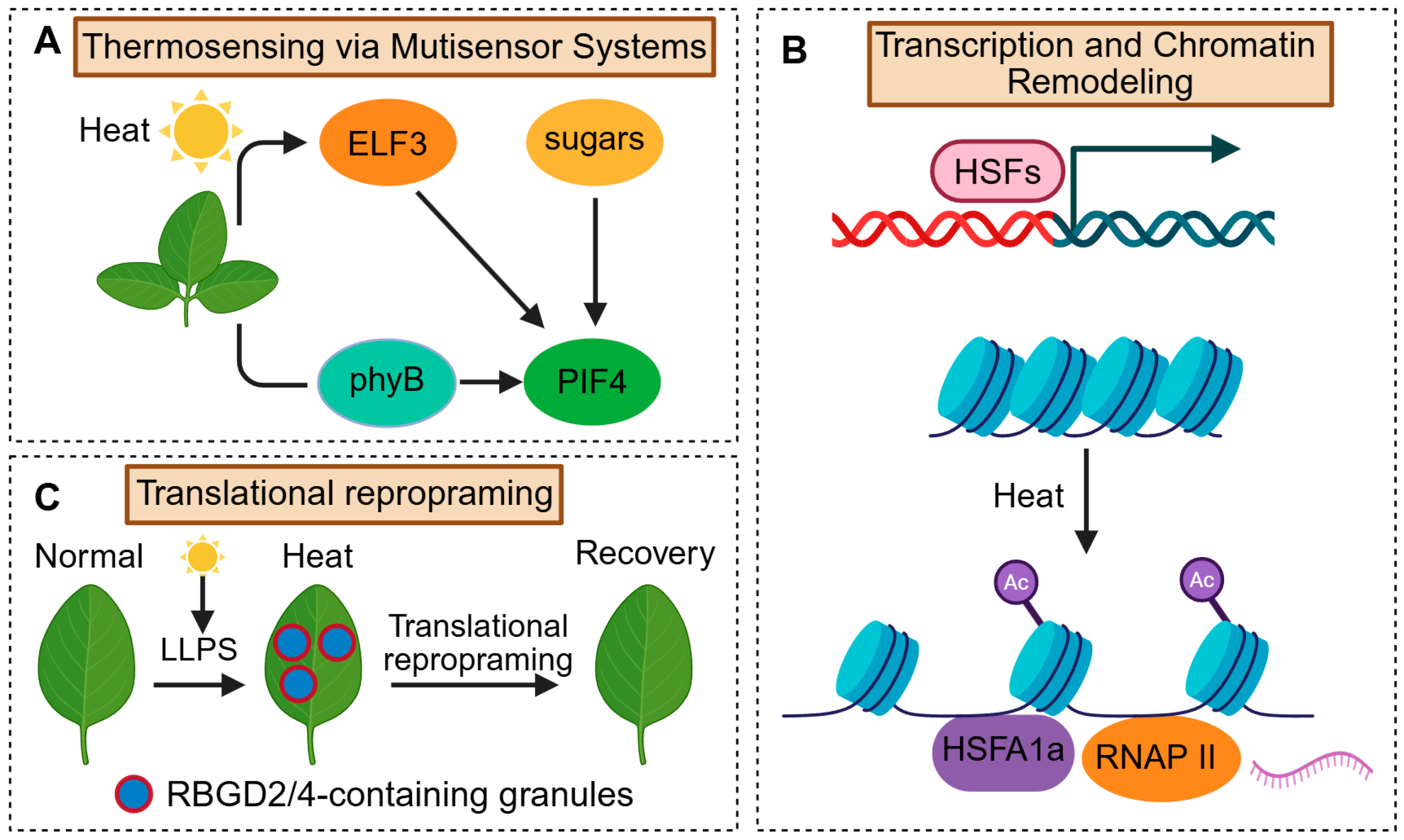 Plants 14 03445 g003 Plants 14 03445 g003