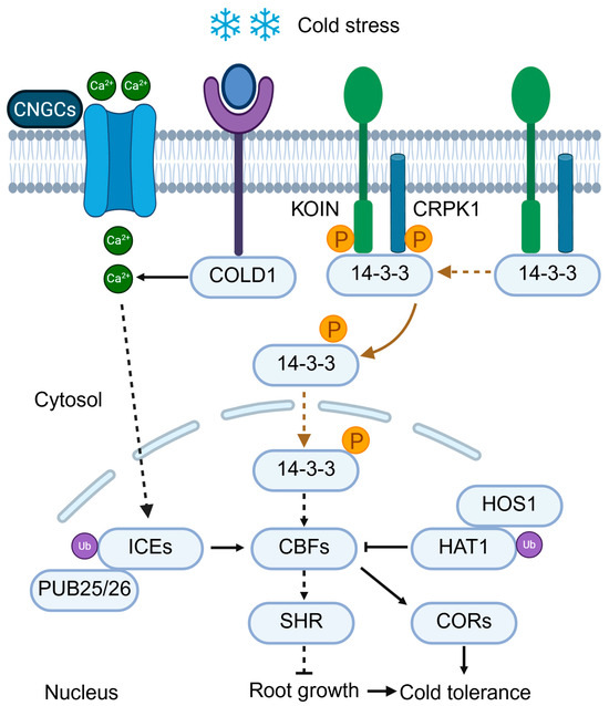 Emerging Mechanisms of Plant Responses to Abiotic Stress