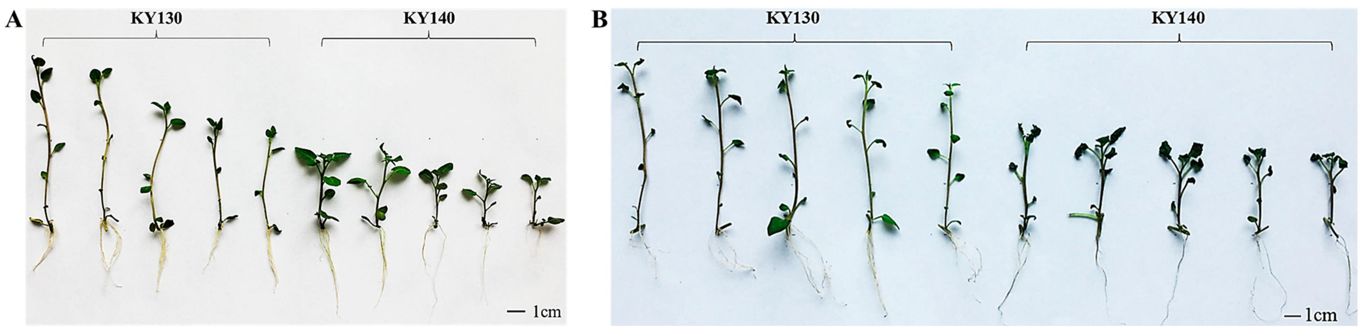Plants 14 03447 g001
