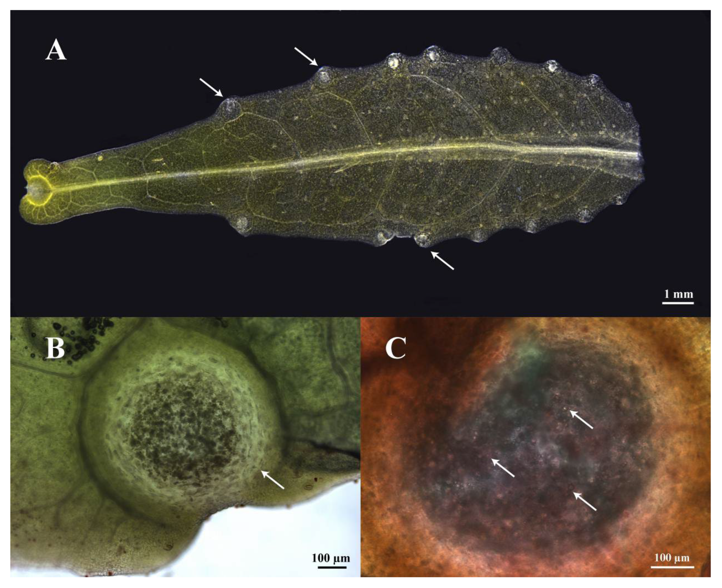 Plants 14 03449 g001