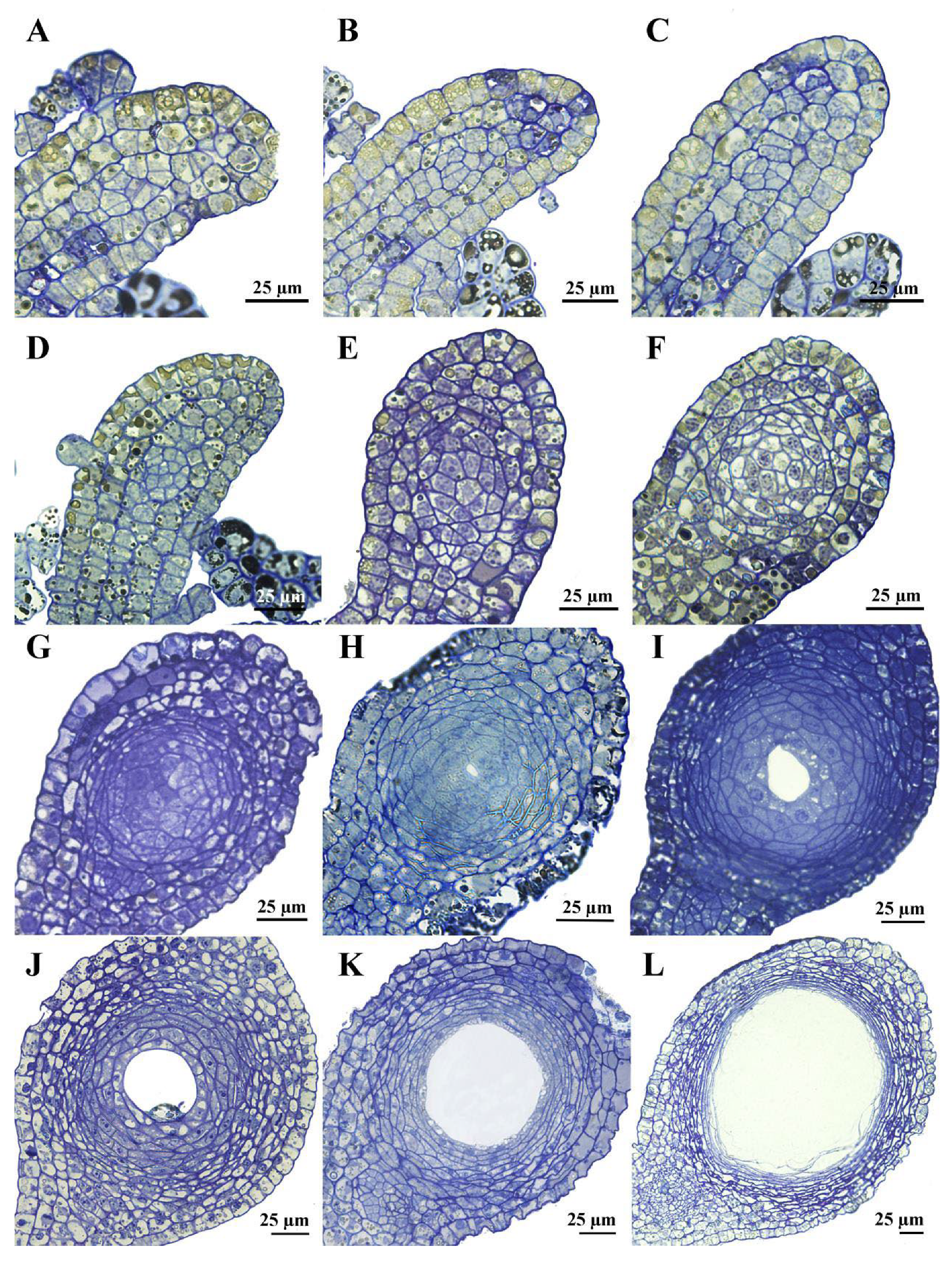 Plants 14 03449 g002