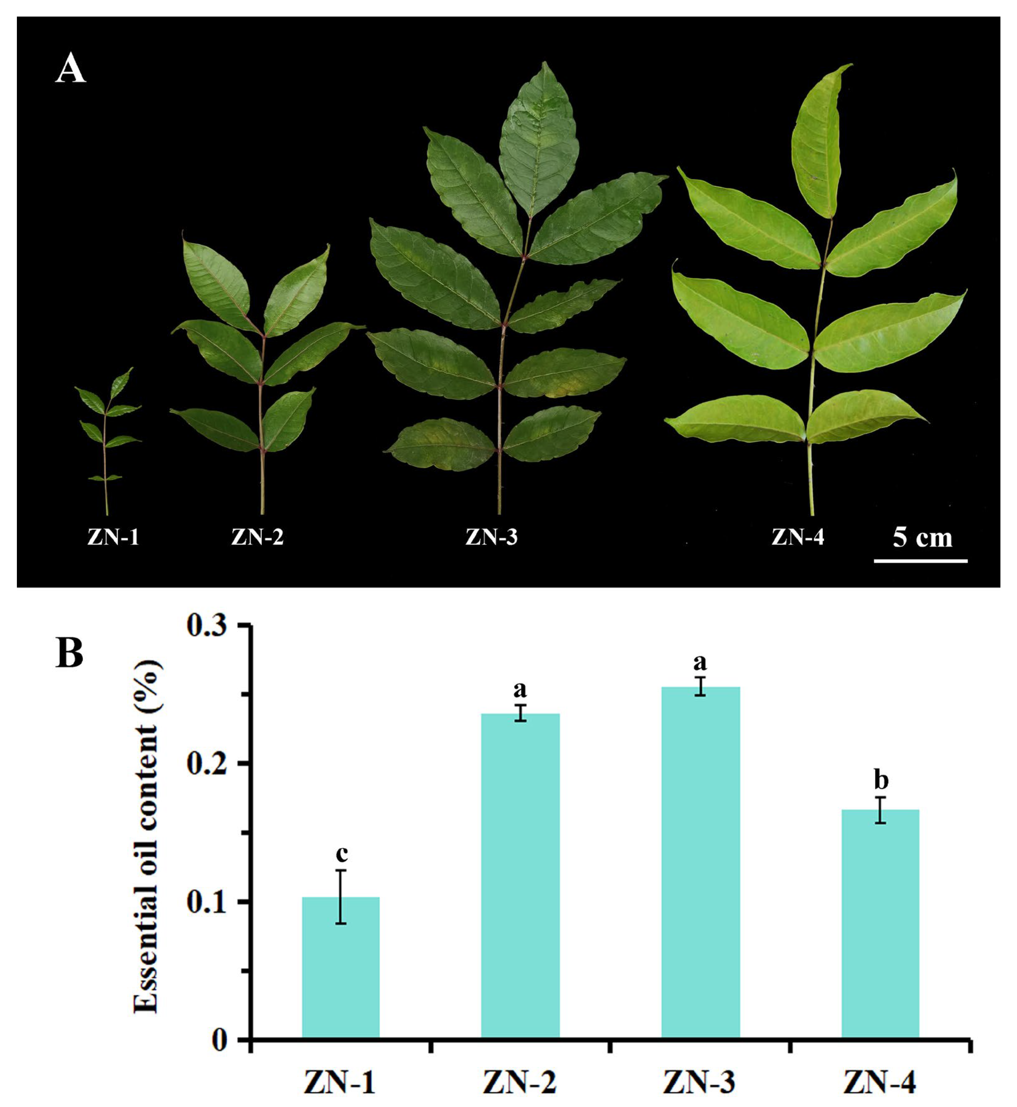 Plants 14 03449 g003