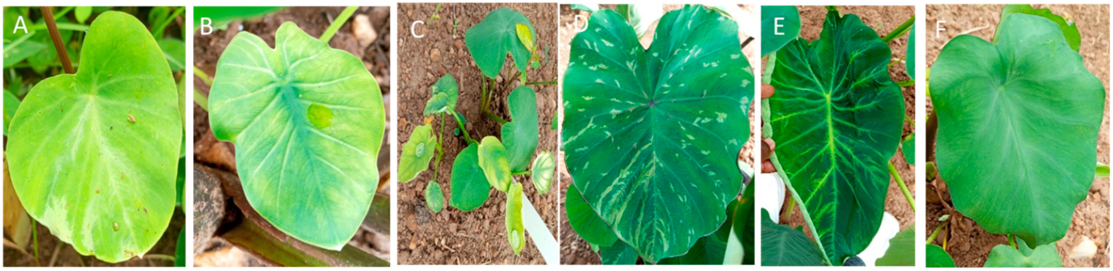 Plants 14 03457 g002