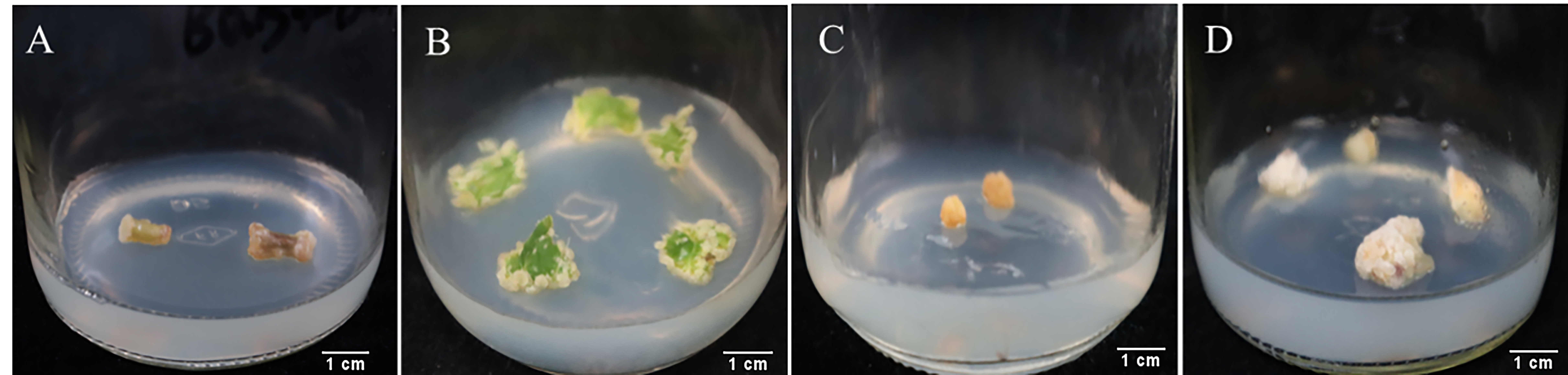 Plants 14 03462 g001