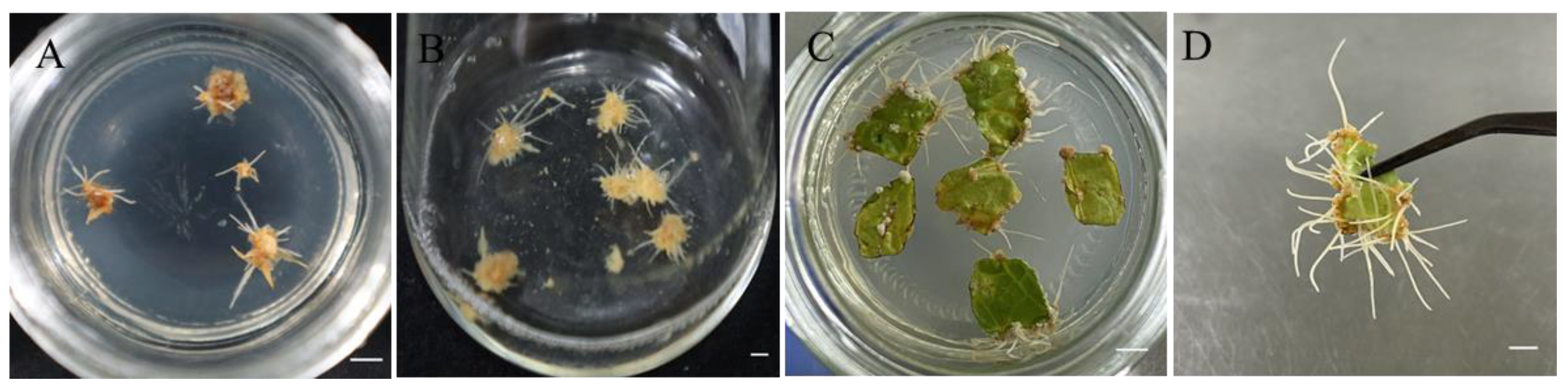 Plants 14 03462 g003