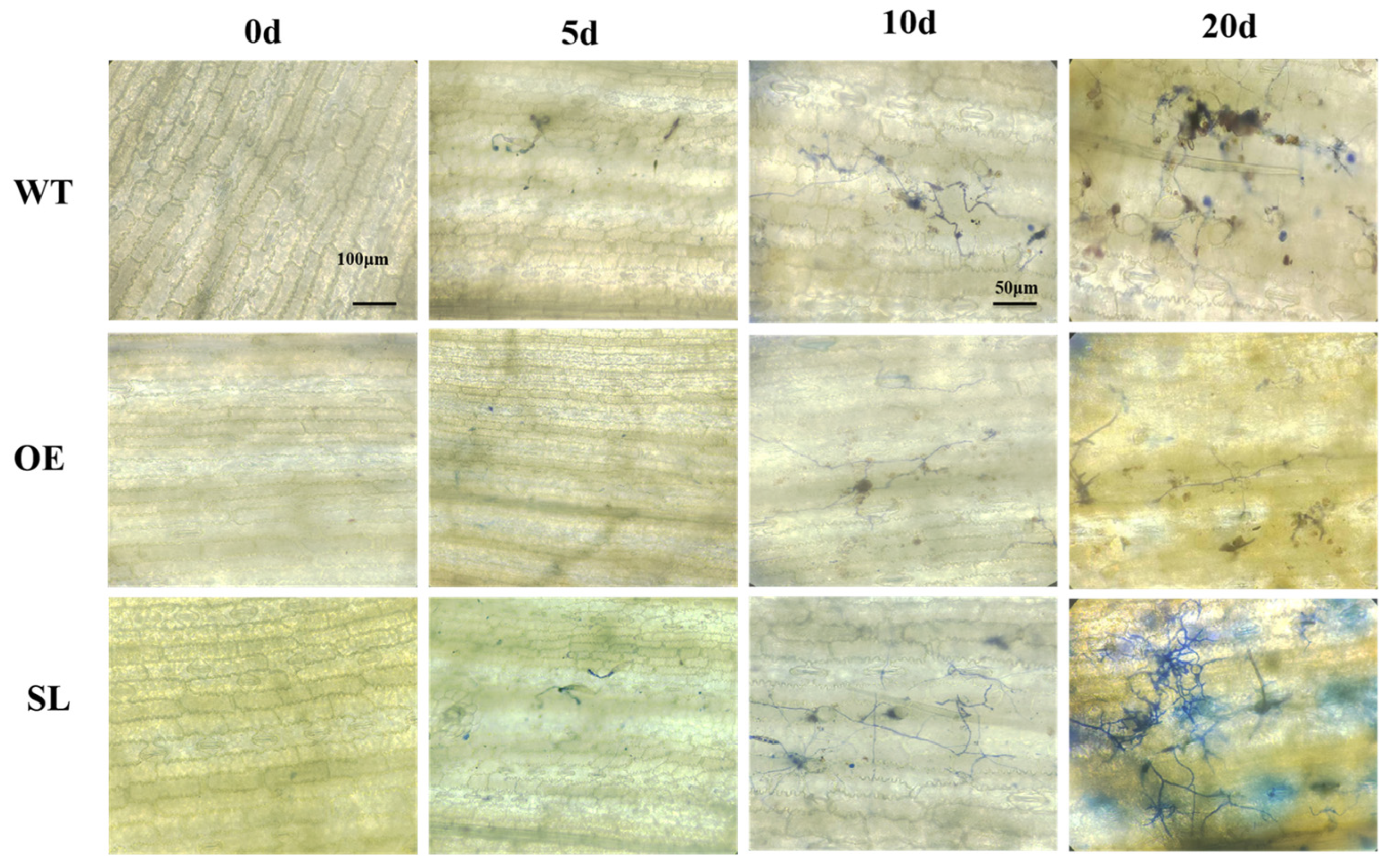 Plants 14 03463 g002