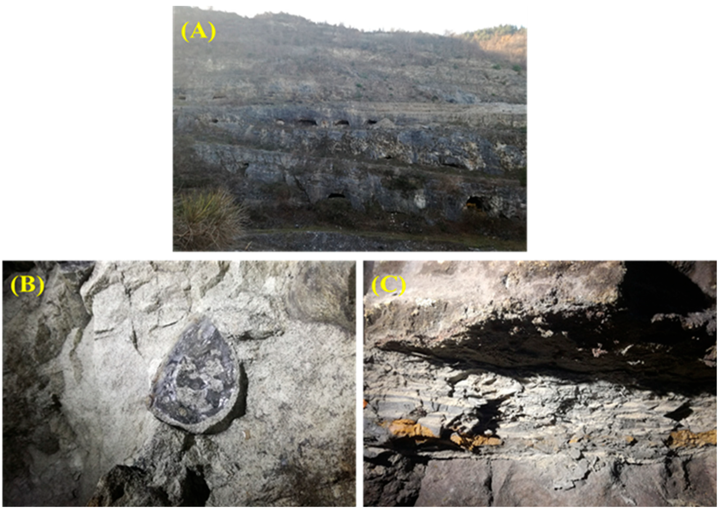 Plants 14 03467 g005