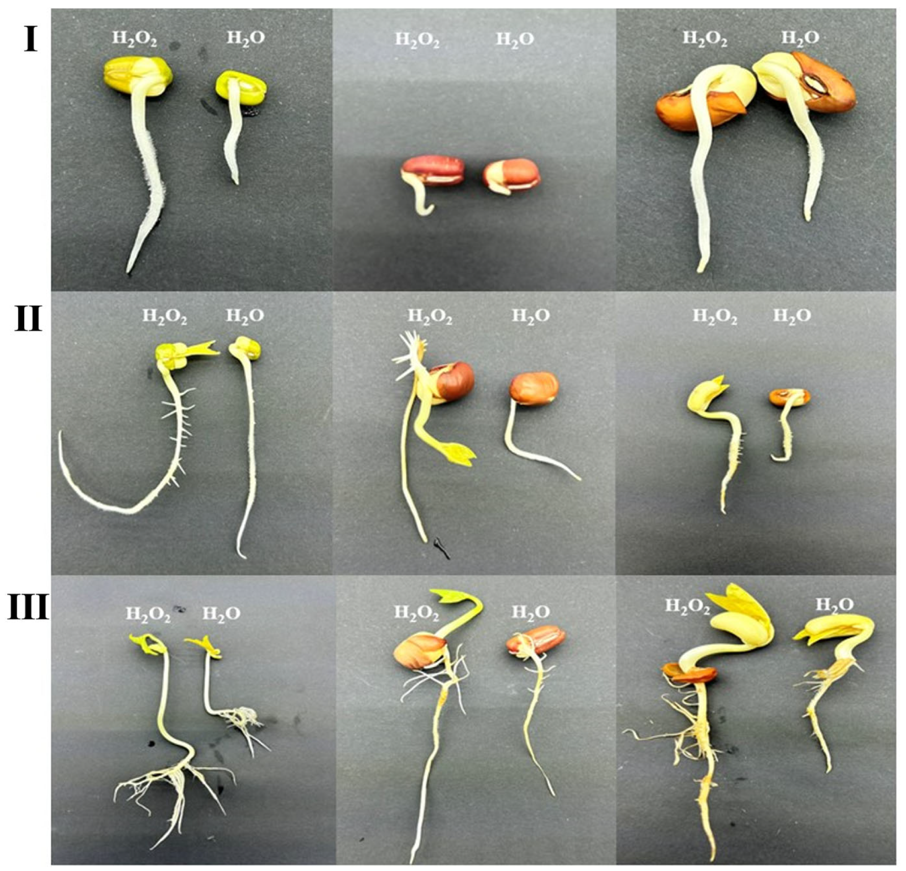 Plants 14 03476 g001