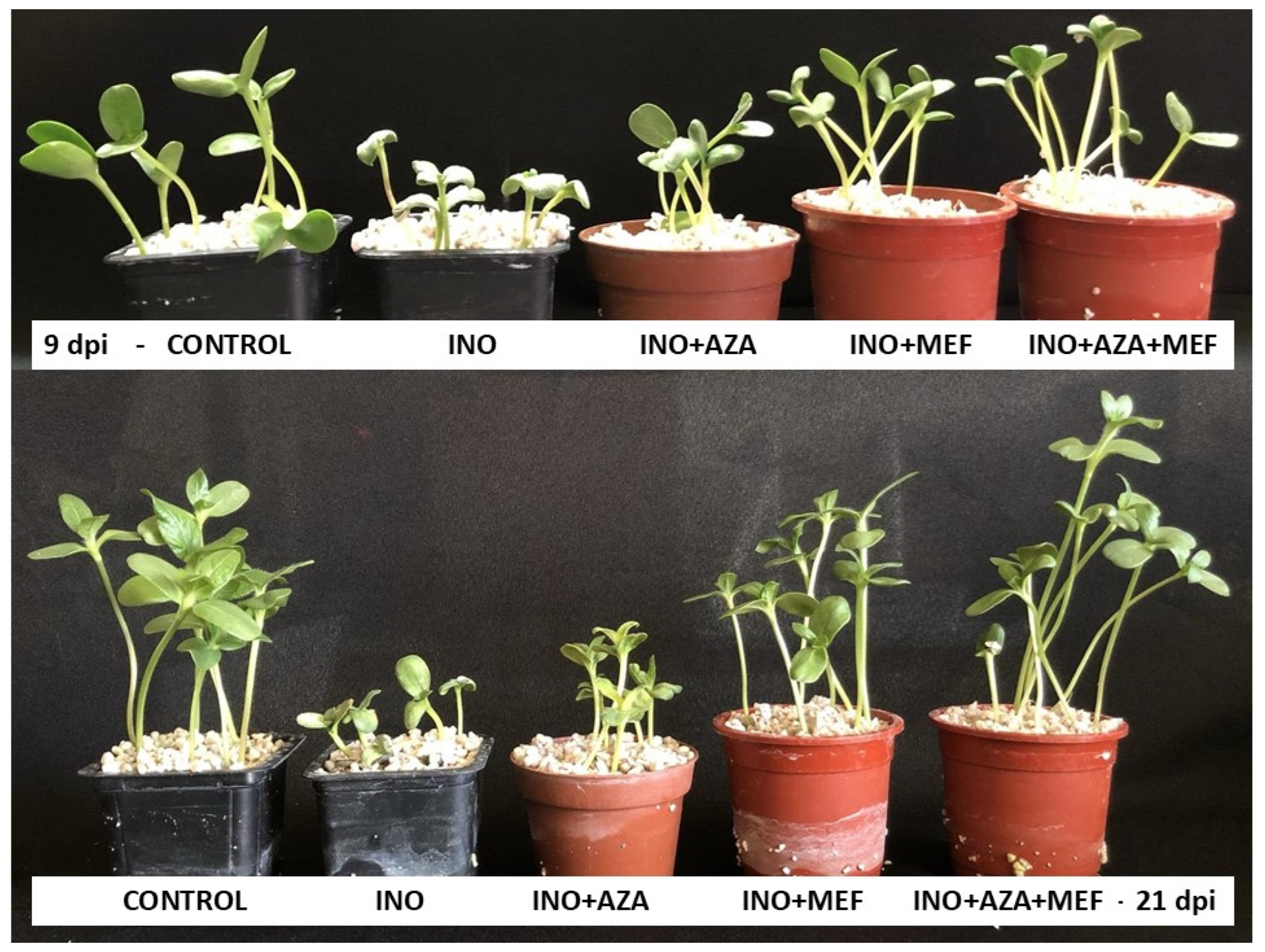 Plants 14 03481 g003 Plants 14 03481 g003