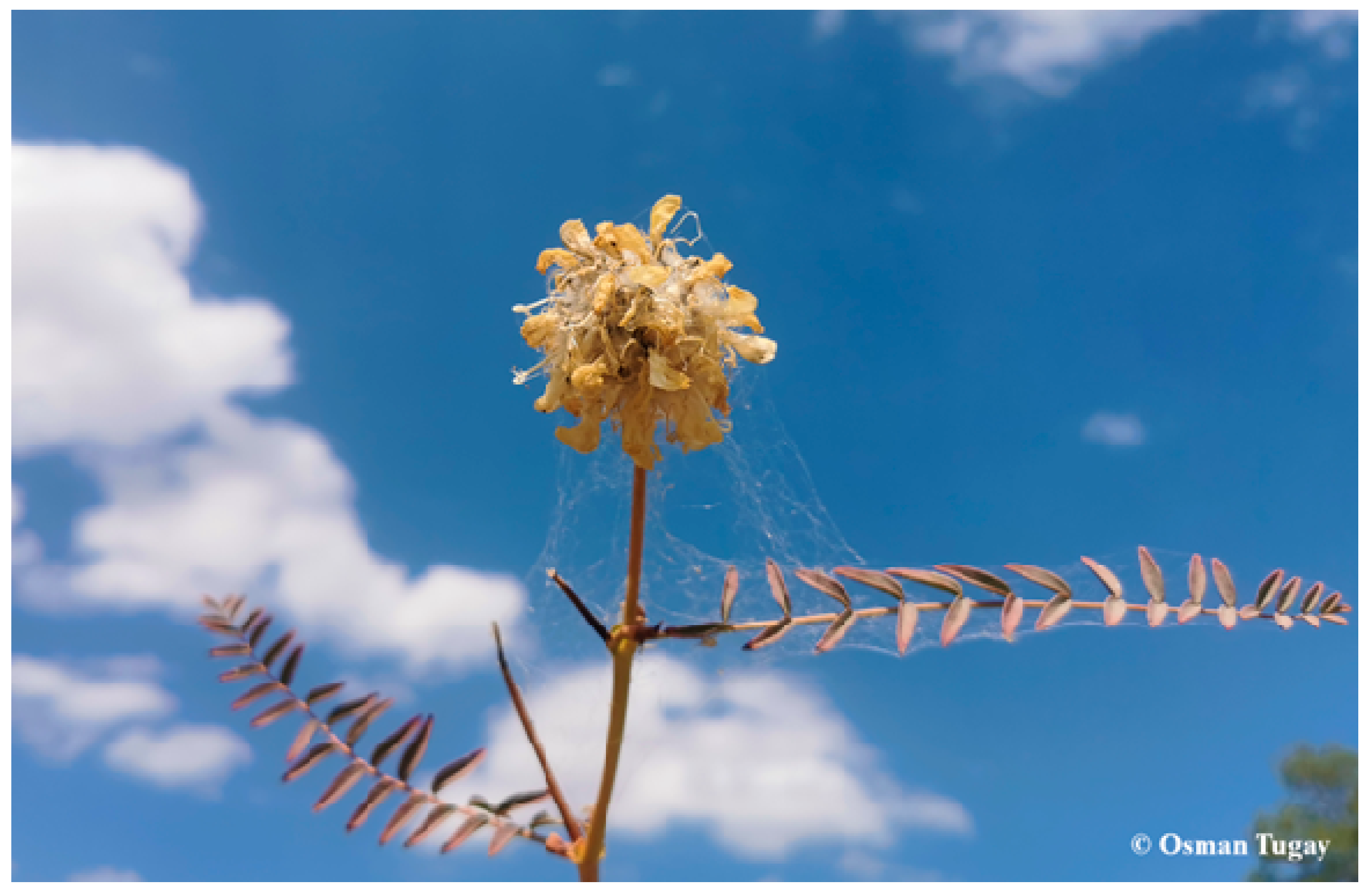 Plants 14 03485 g002 Plants 14 03485 g002