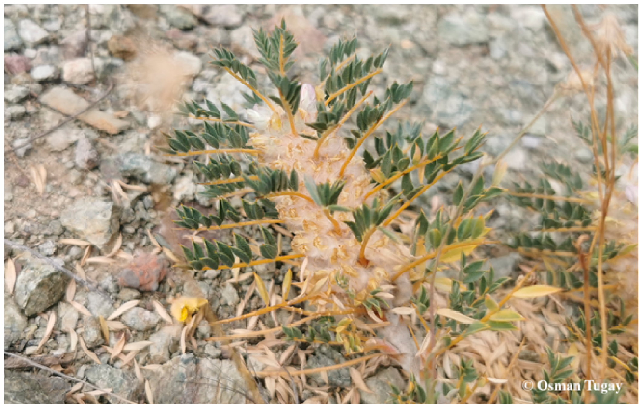 Plants 14 03485 g003 Plants 14 03485 g003