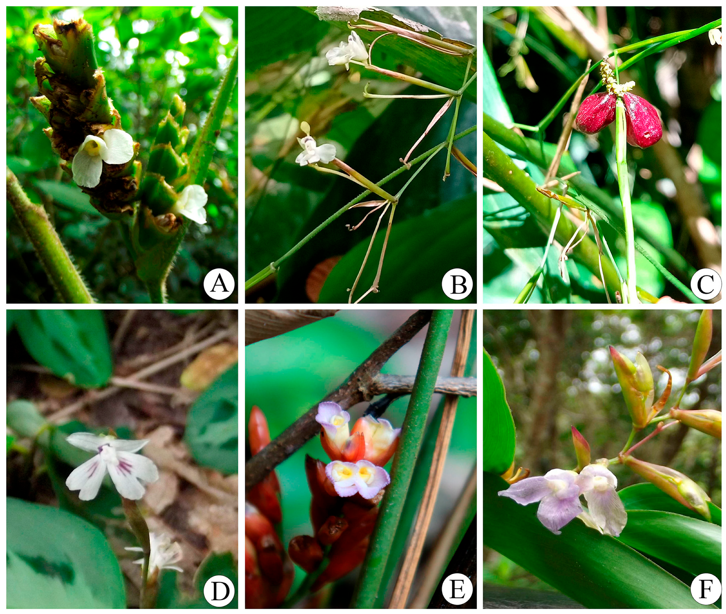 Plants 14 03486 g001 Plants 14 03486 g001