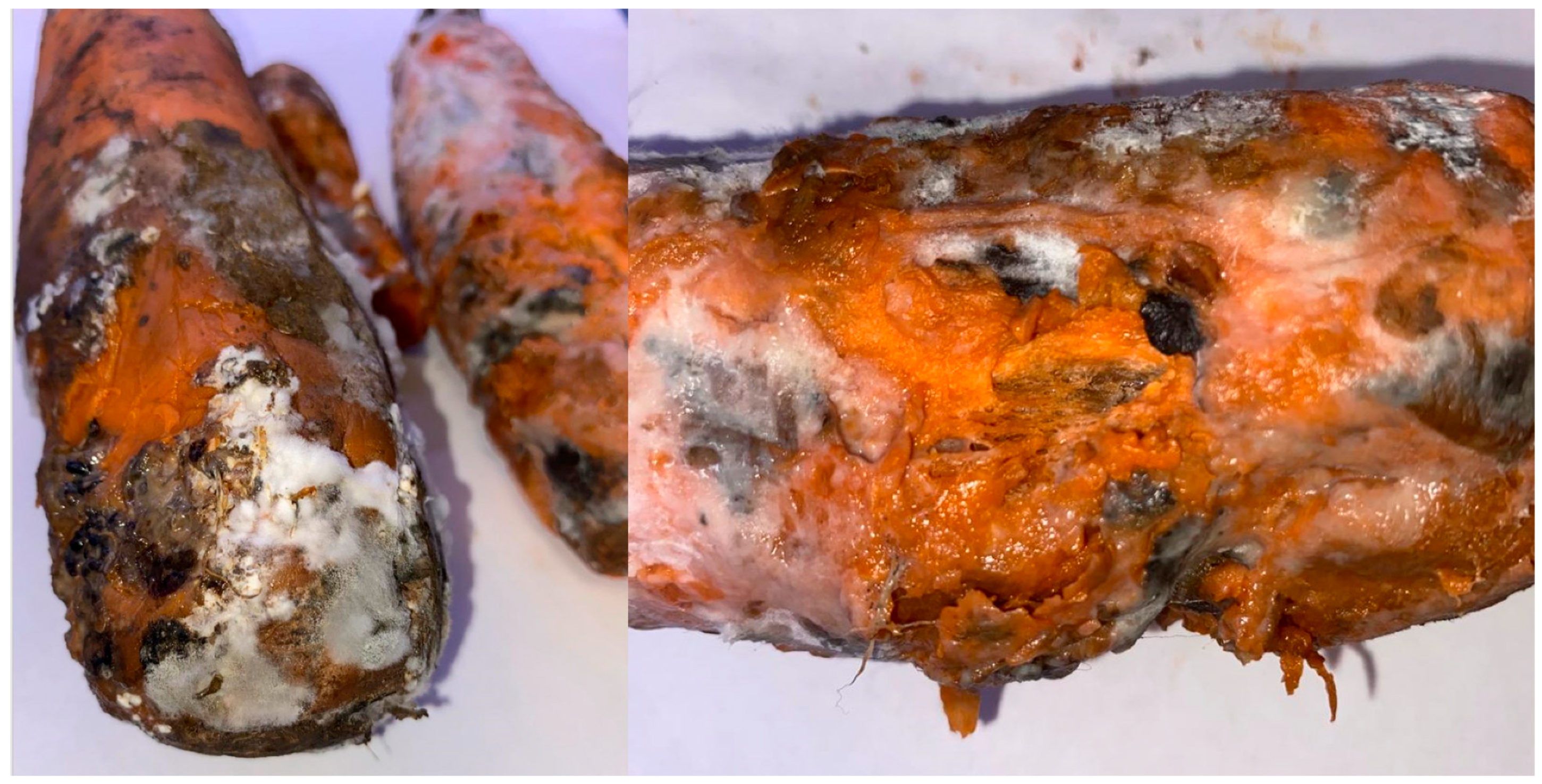 Plants 14 03487 g001