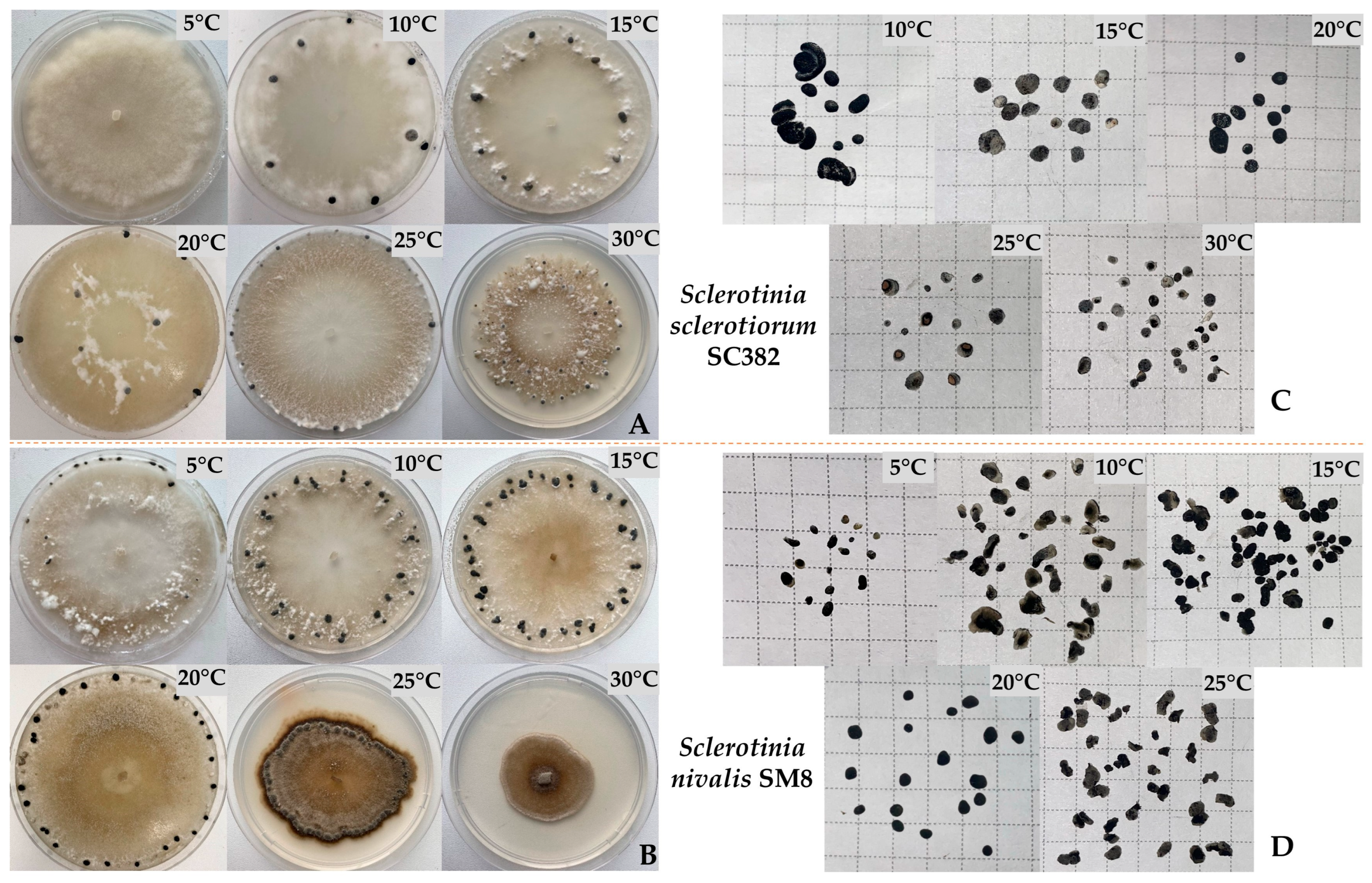 Plants 14 03487 g006