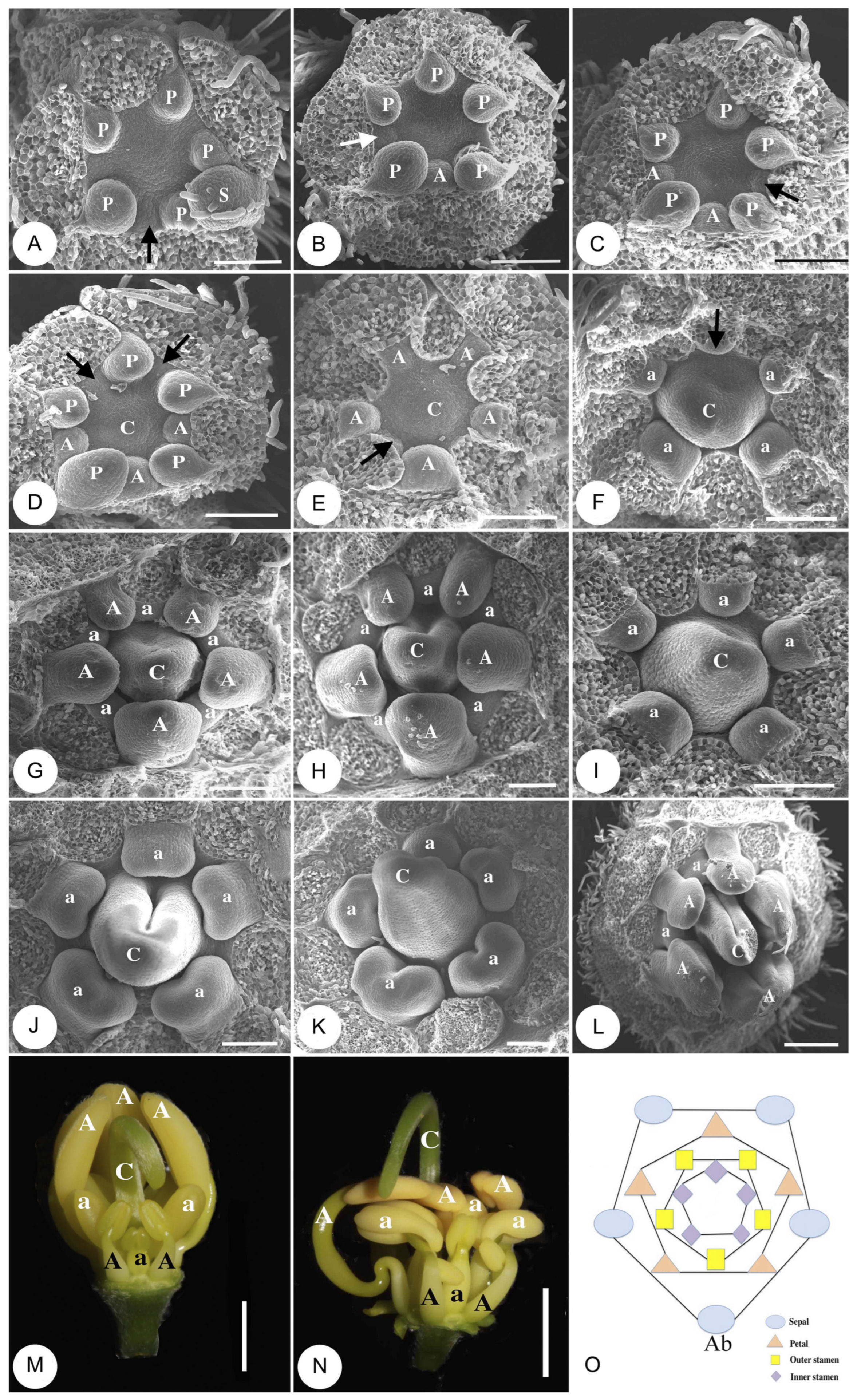 Plants 14 03490 g002 Plants 14 03490 g002