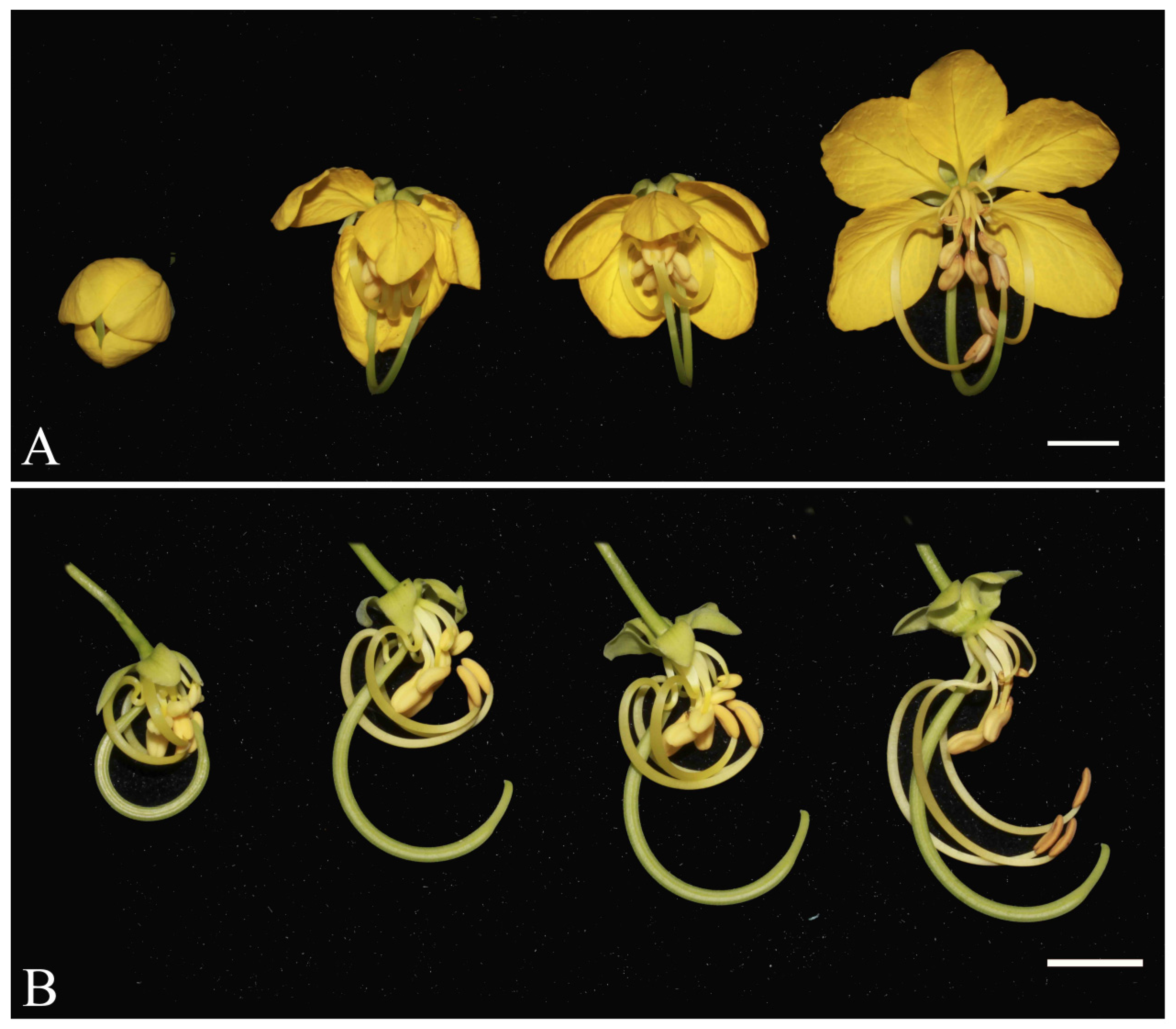 Plants 14 03490 g003 Plants 14 03490 g003