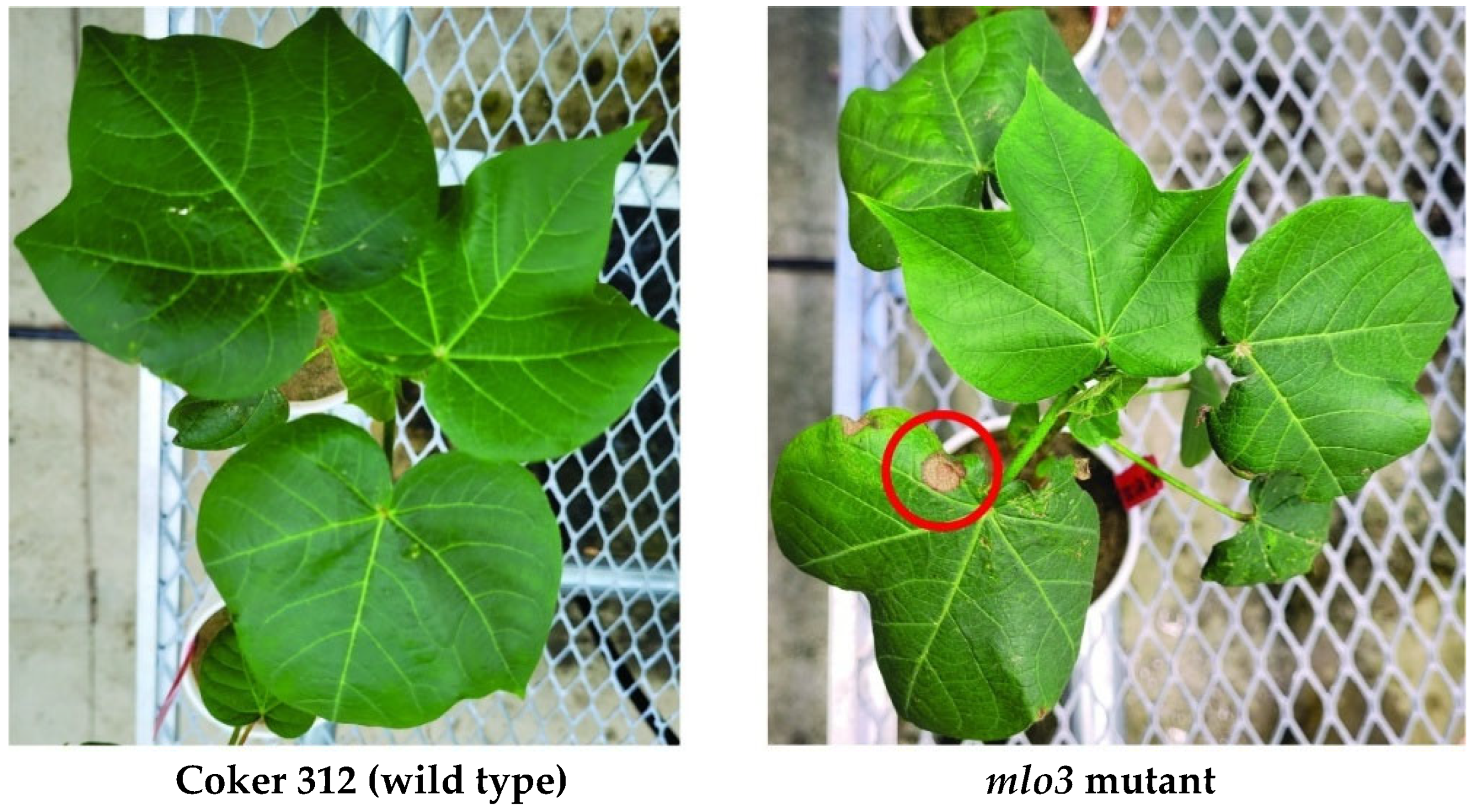 Plants 14 03491 g005