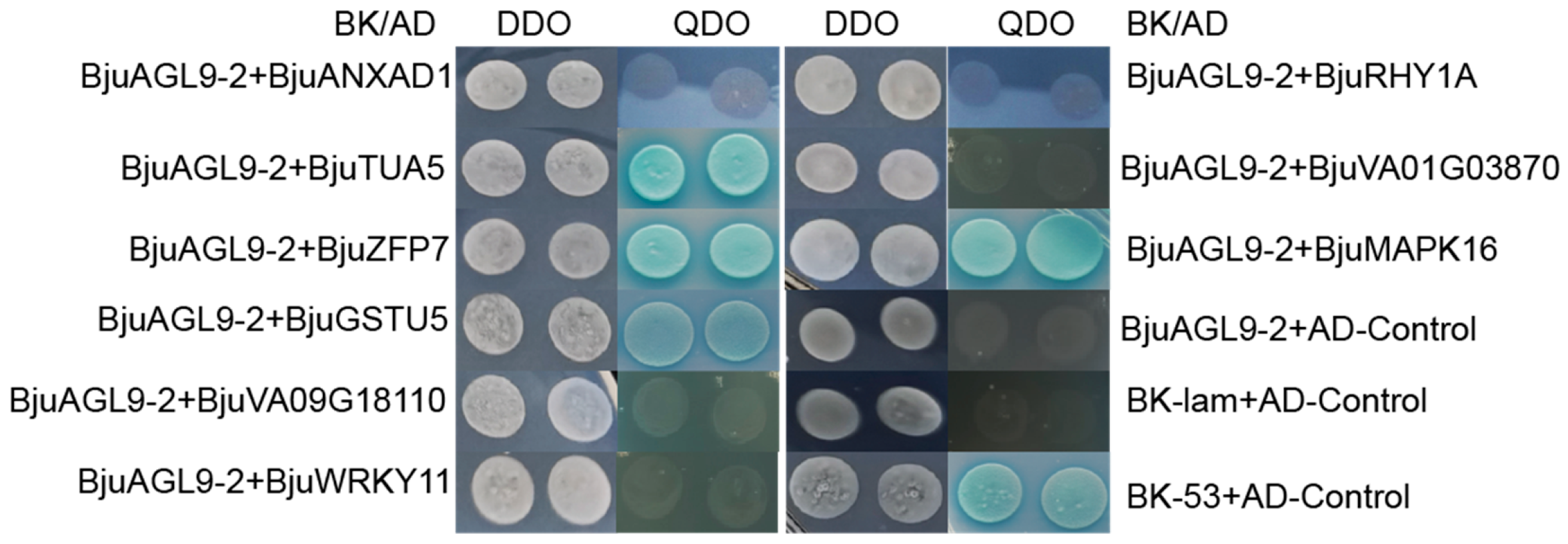 Plants 14 03502 g003 Plants 14 03502 g003