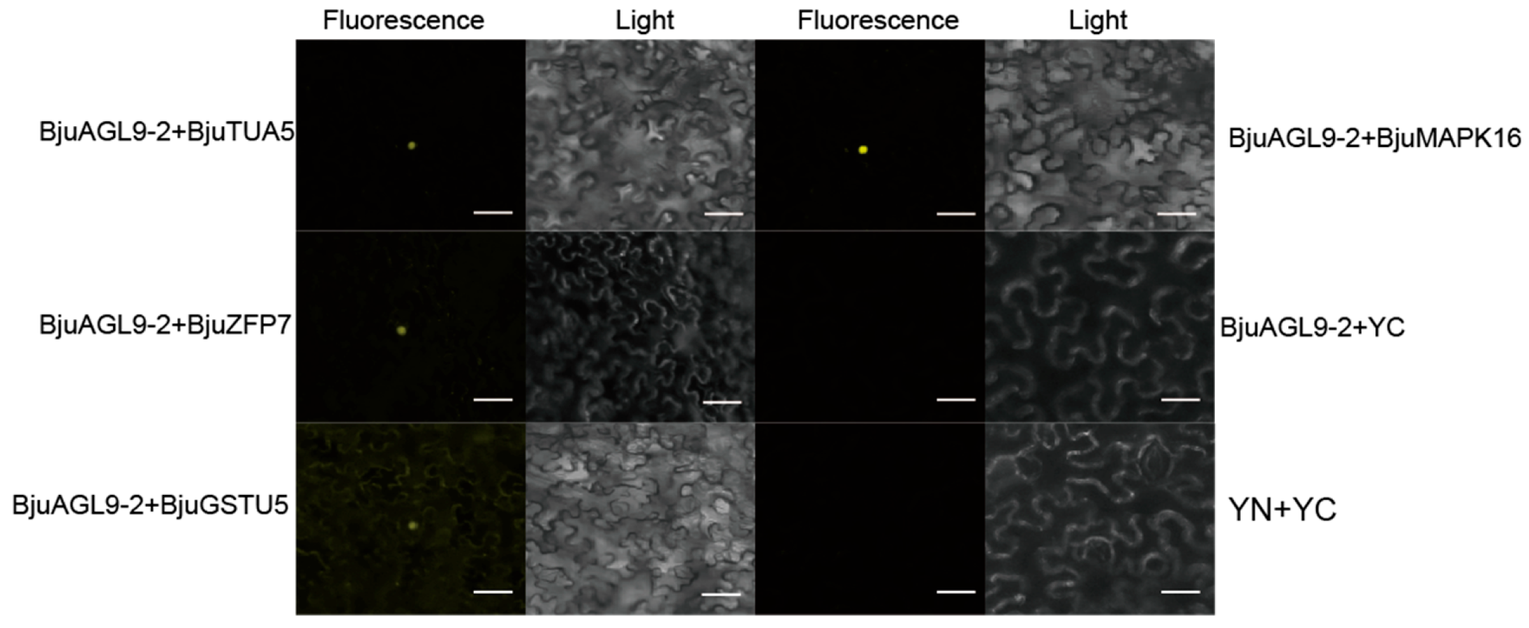 Plants 14 03502 g004 Plants 14 03502 g004