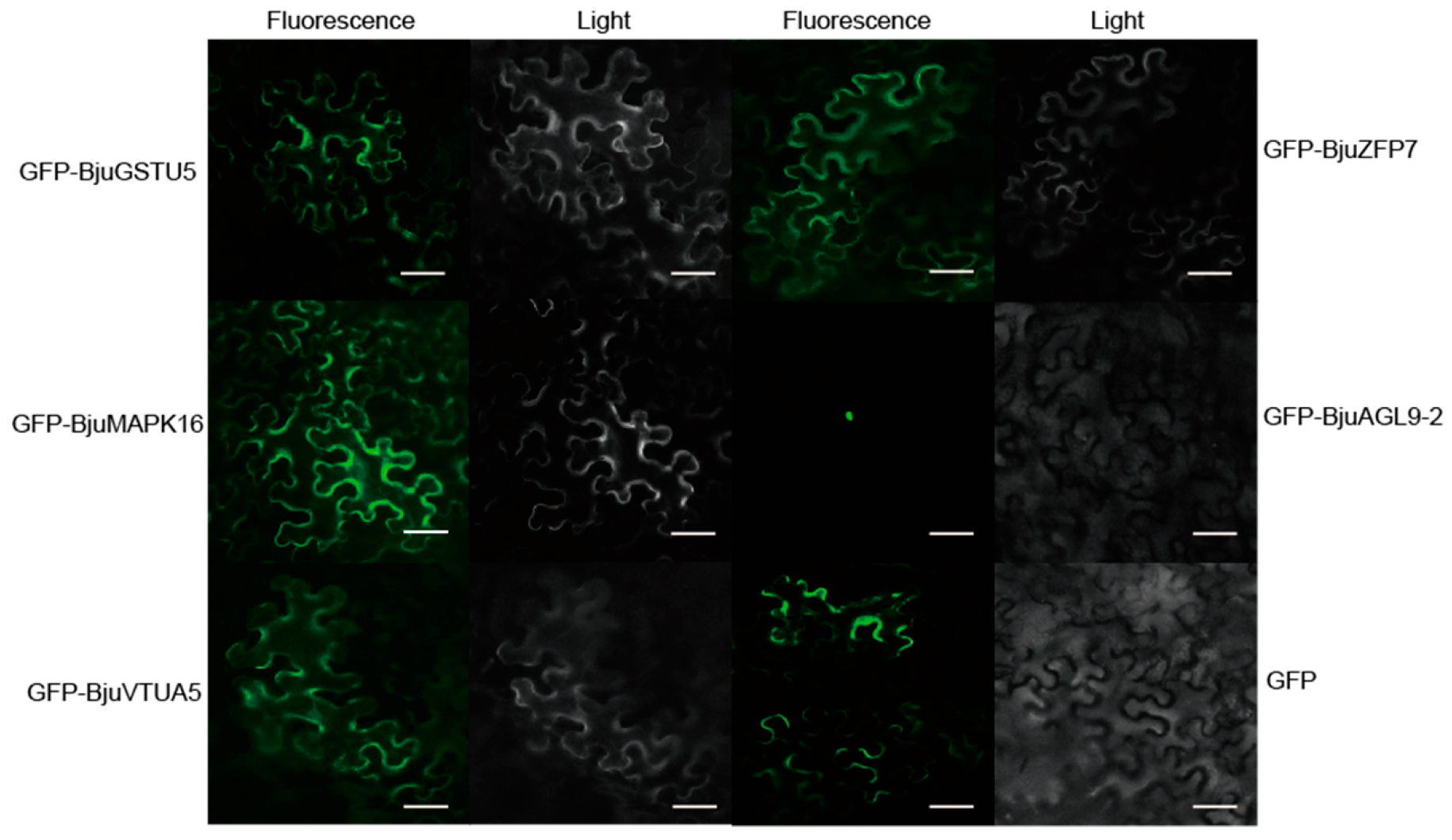 Plants 14 03502 g005 Plants 14 03502 g005
