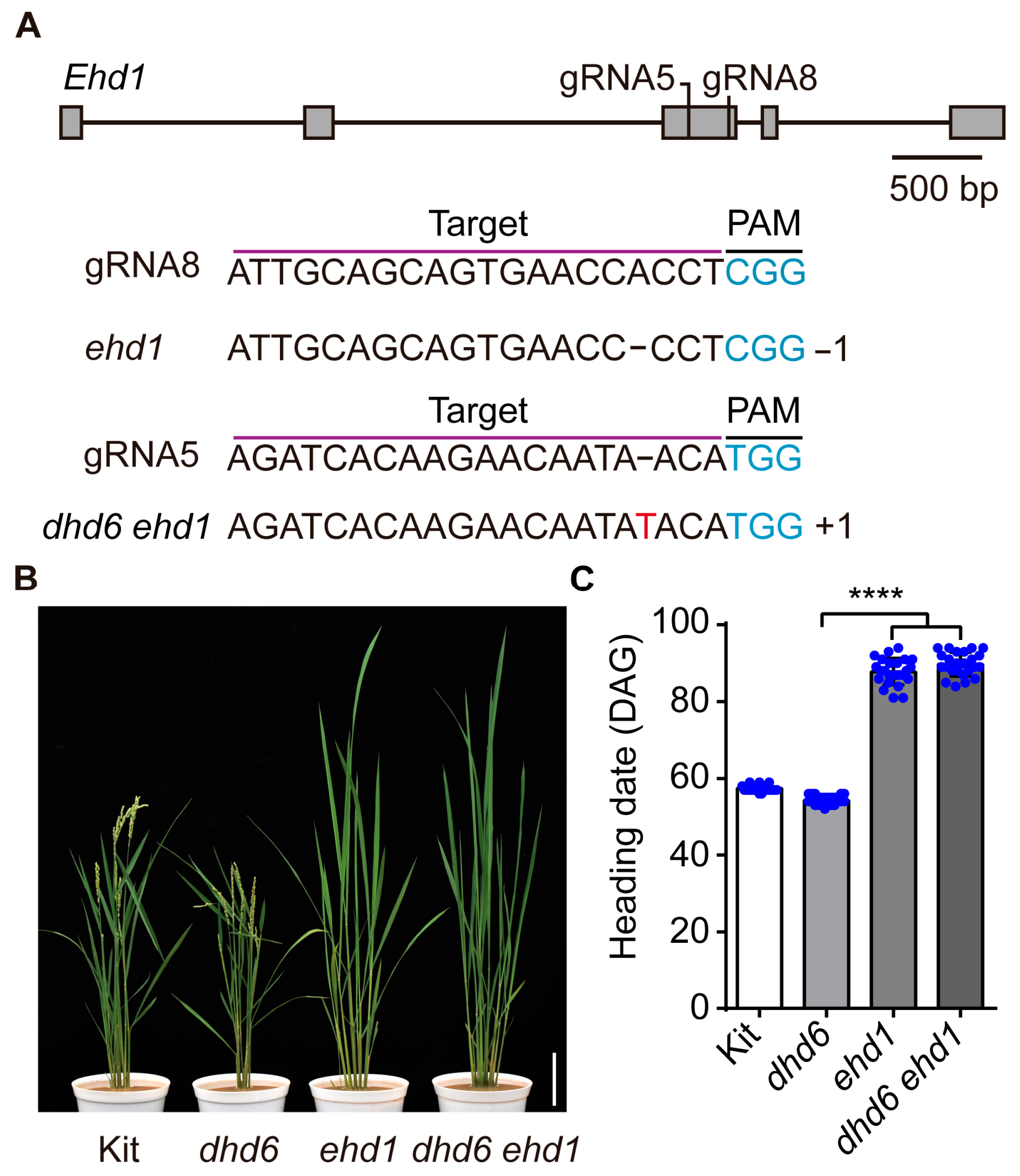 Plants 14 03503 g004 Plants 14 03503 g004
