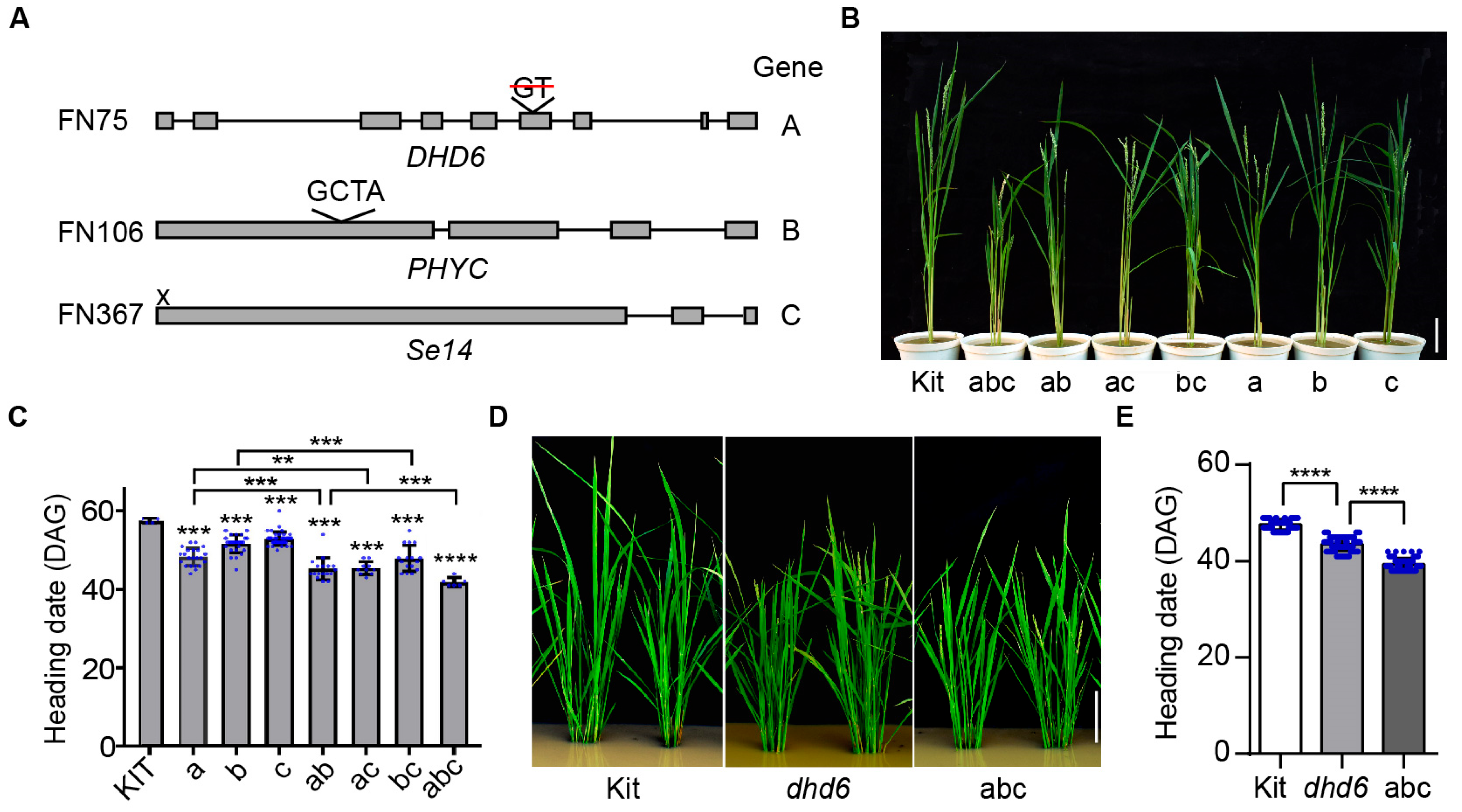 Plants 14 03503 g005 Plants 14 03503 g005