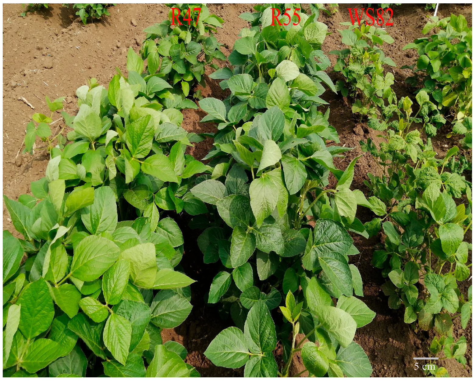 Plants 14 03504 g001