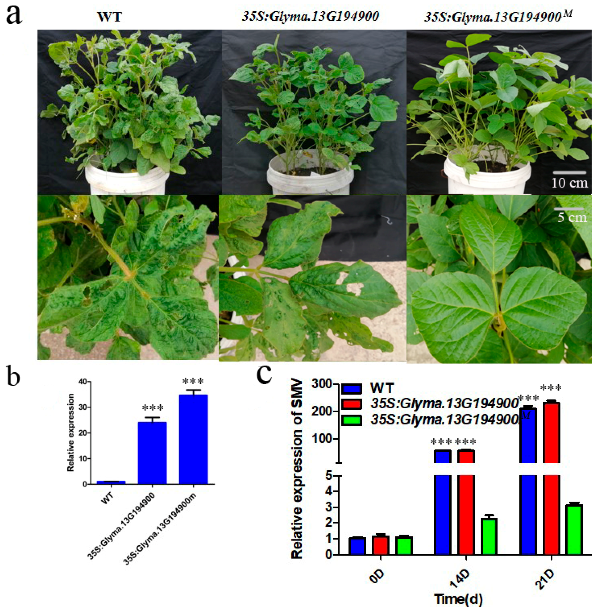 Plants 14 03504 g005