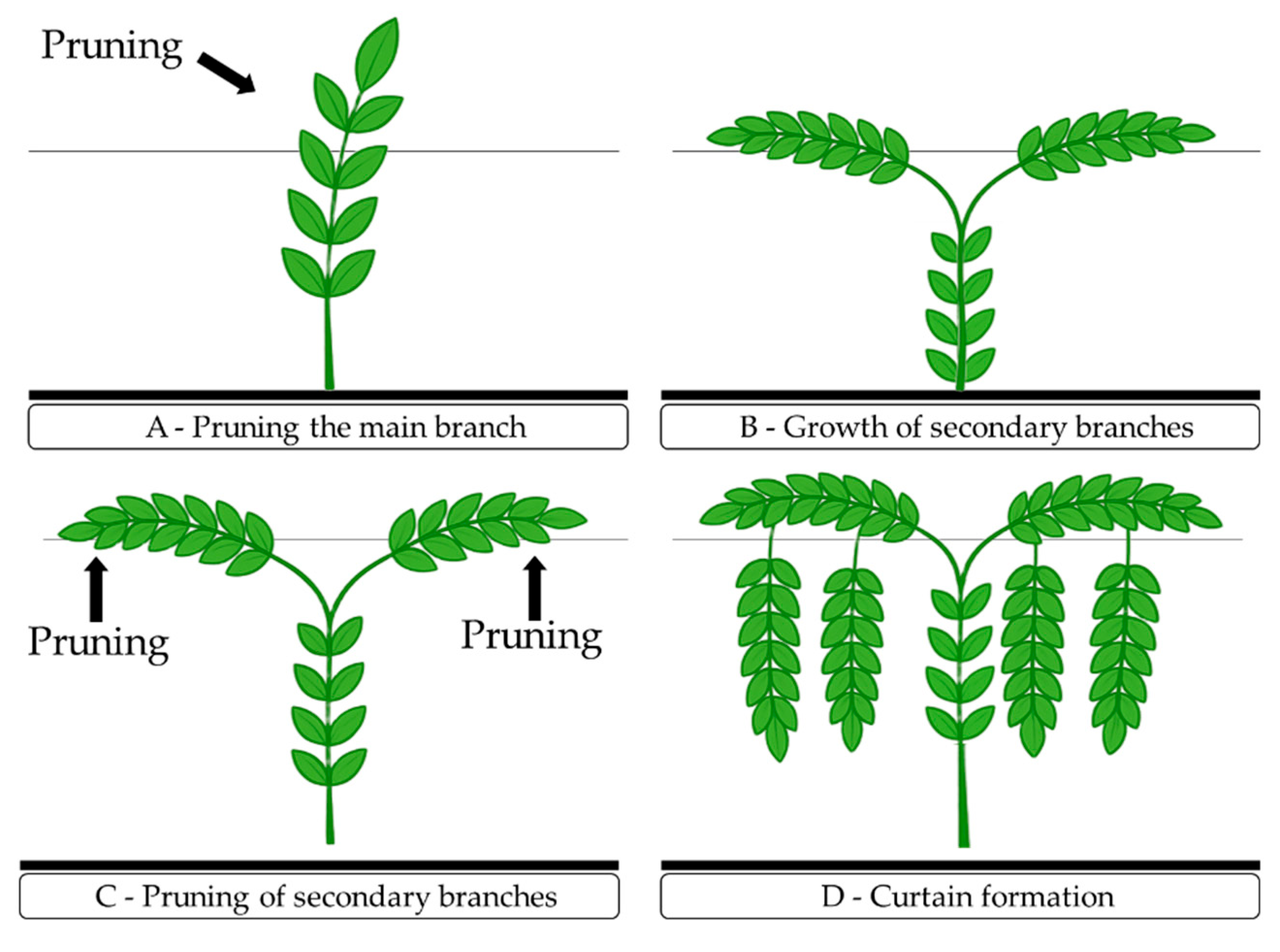 Plants 14 03507 g009