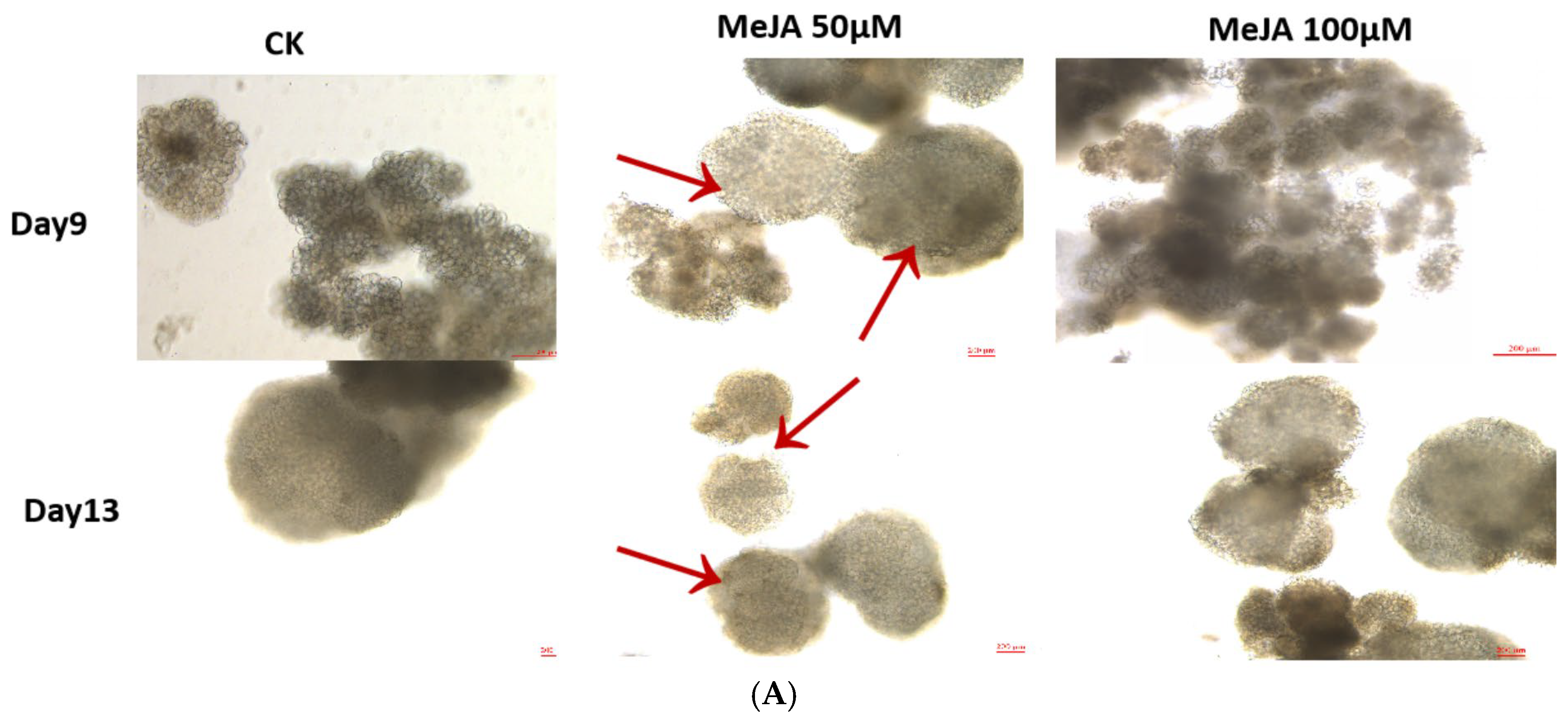 Plants 14 03508 g007a Plants 14 03508 g007a