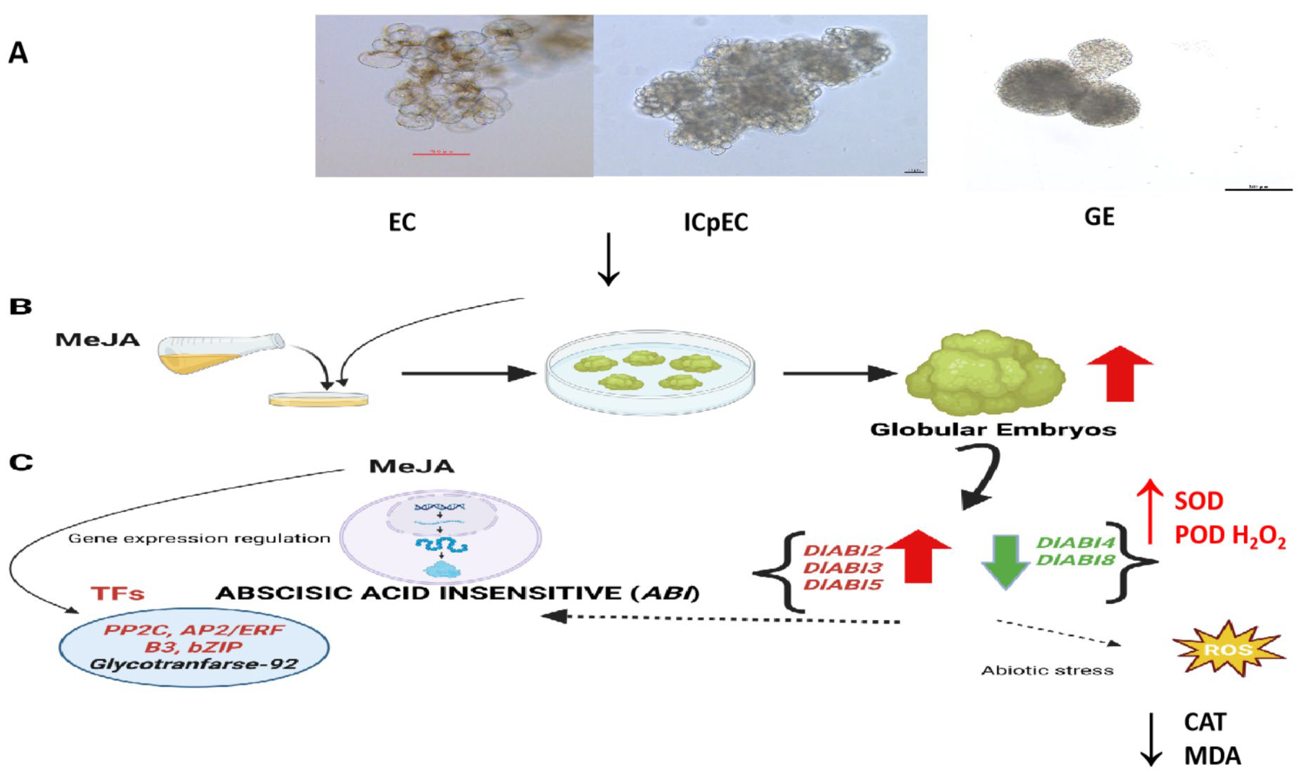 Plants 14 03508 g010 Plants 14 03508 g010