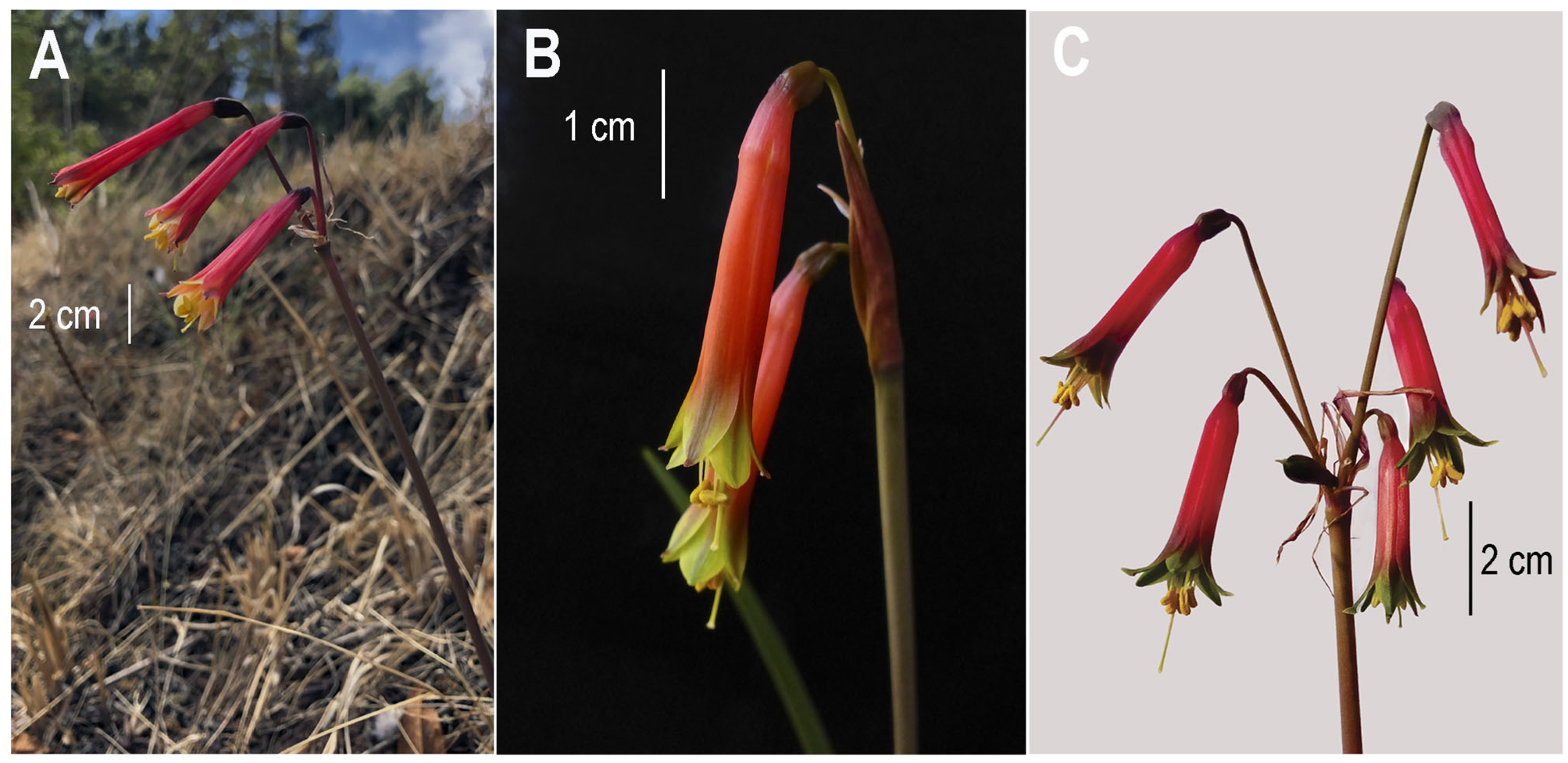 Plants 14 03510 g003