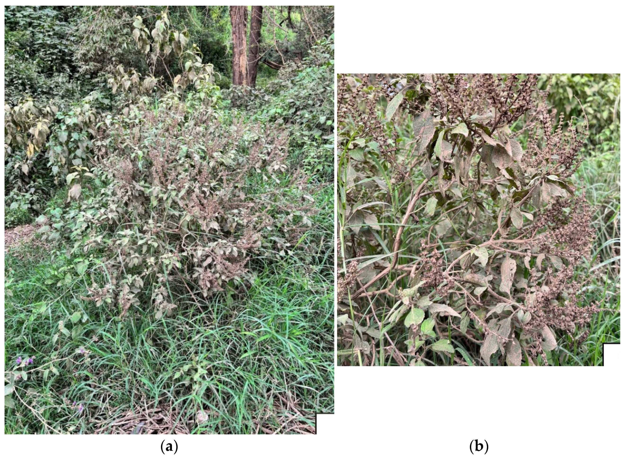 Plants 14 03513 g001