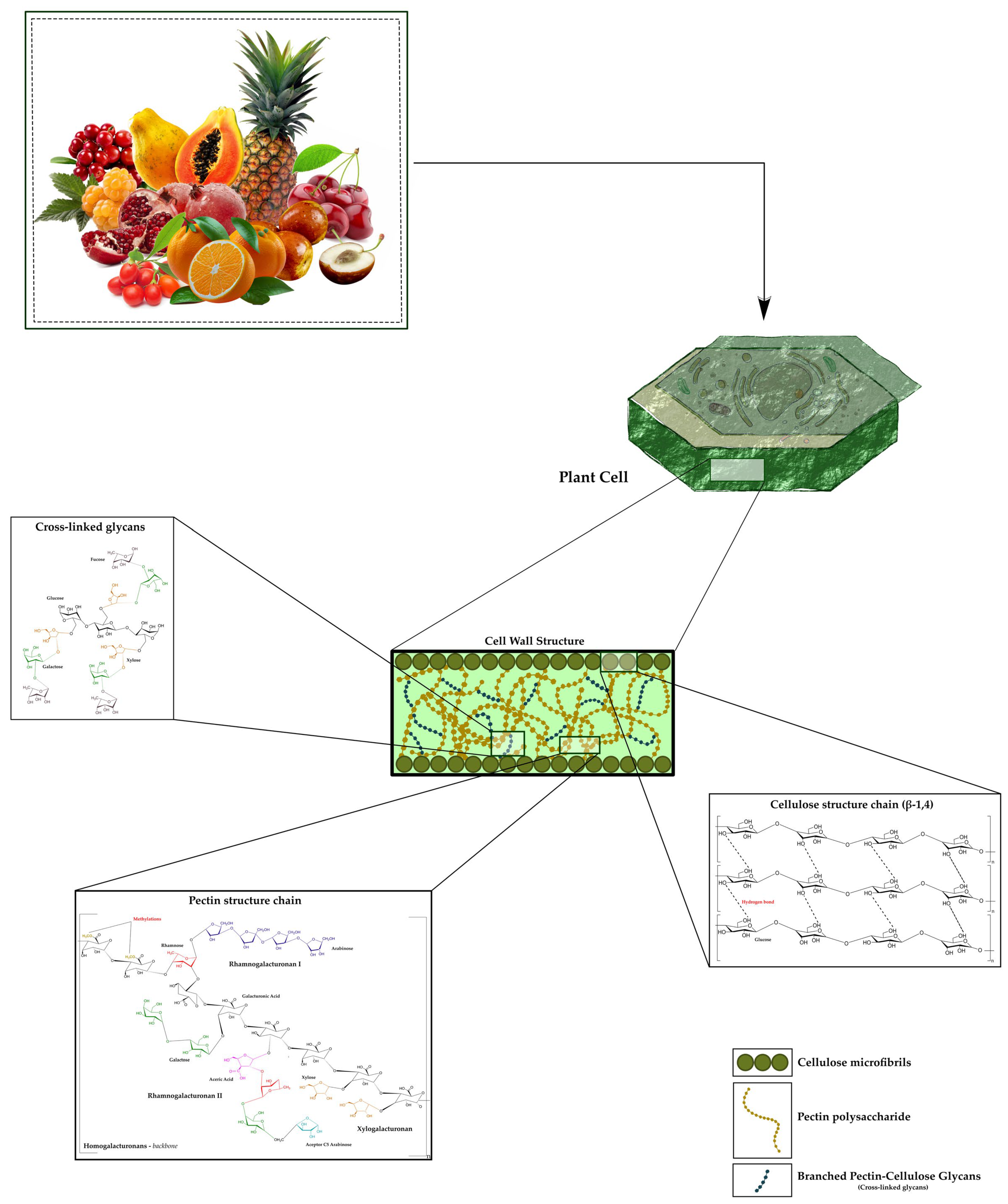 Plants 14 03515 g001