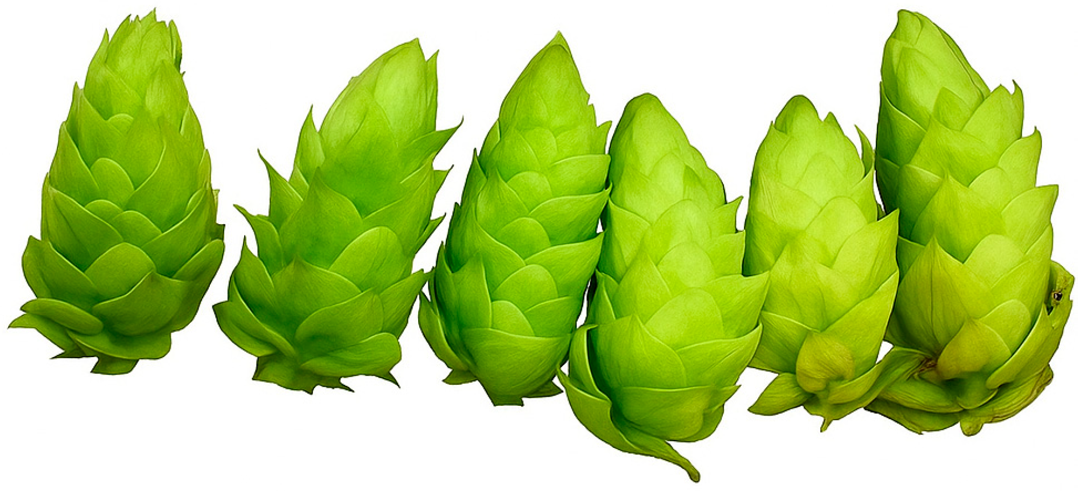 Plants 14 03516 g001