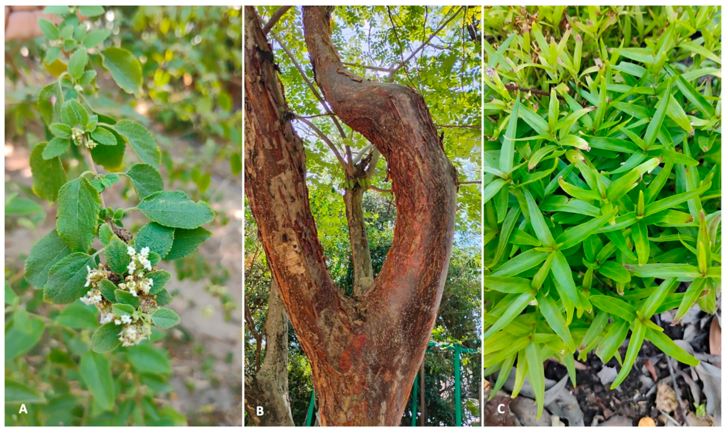 Plants 14 03517 g004